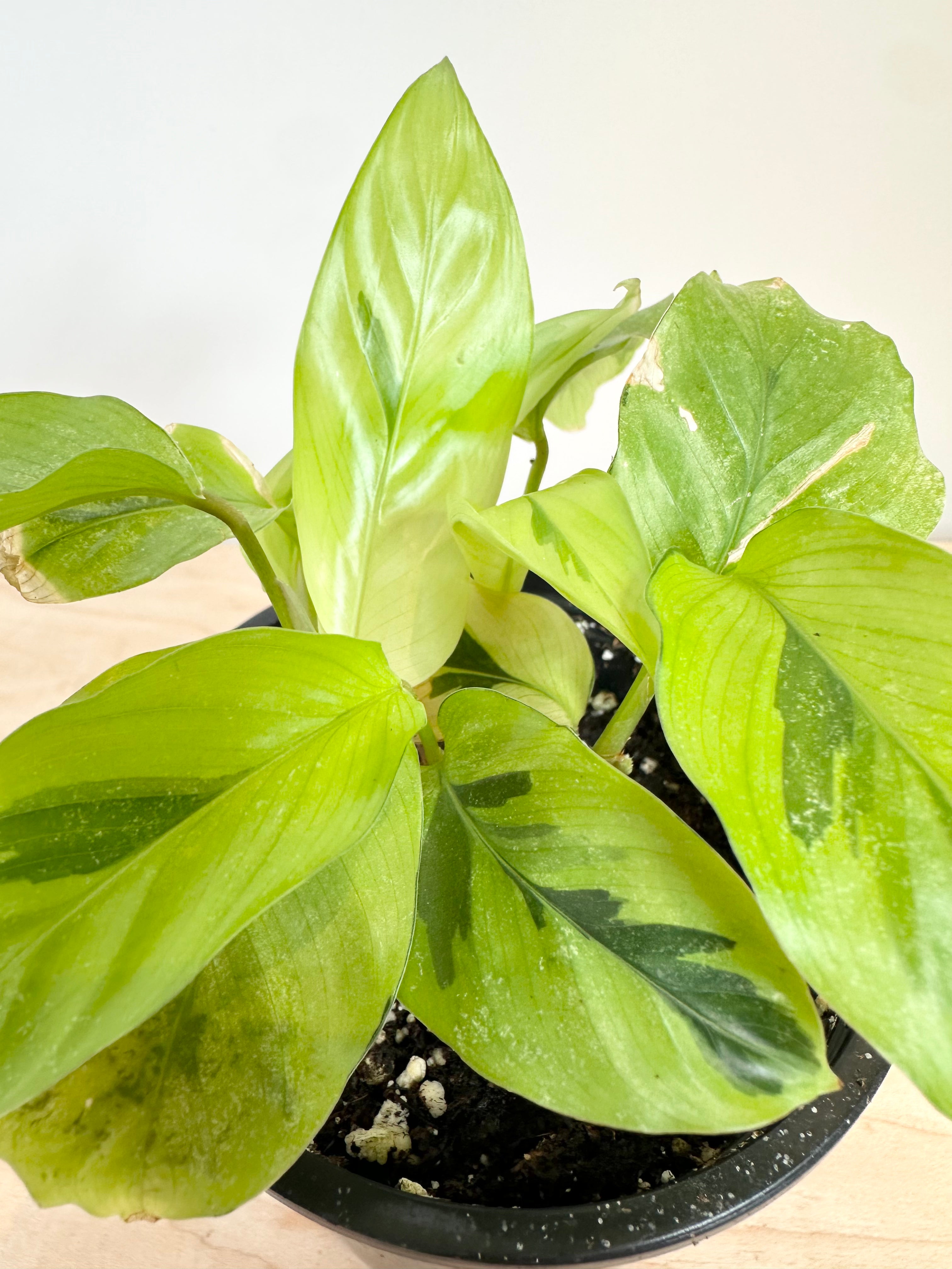Calathea 'Fusion Amarilla'