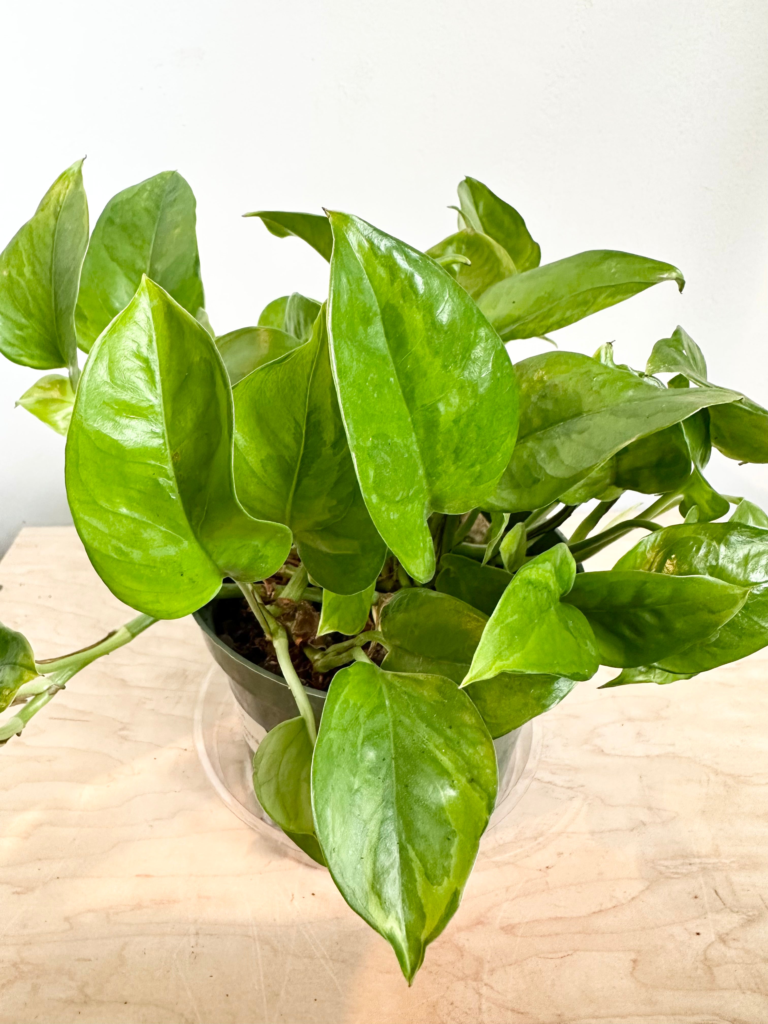 Pothos 'Emerald'