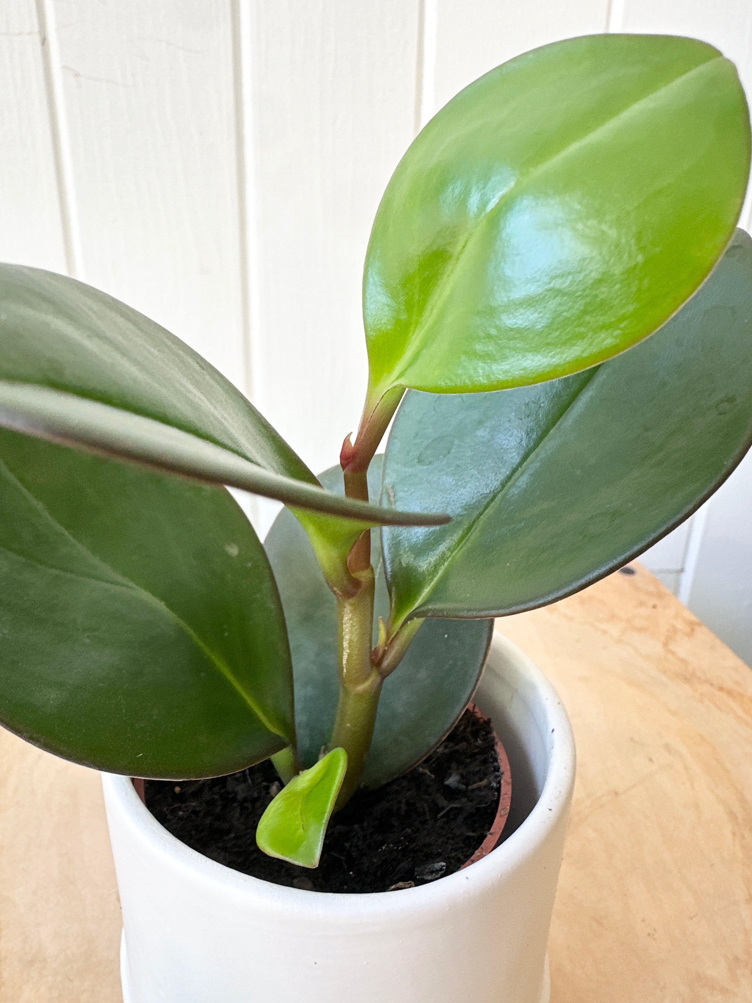 Peperomia 'Obtusifolia Red Edge'