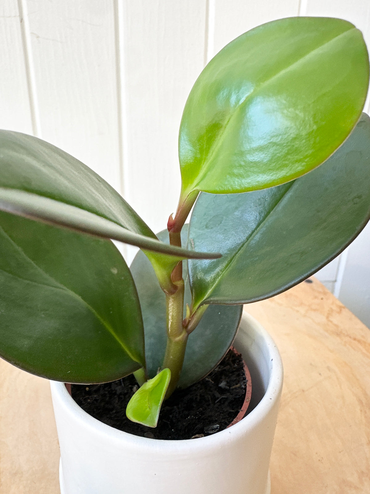 Peperomia 'Obtusifolia Red Edge'