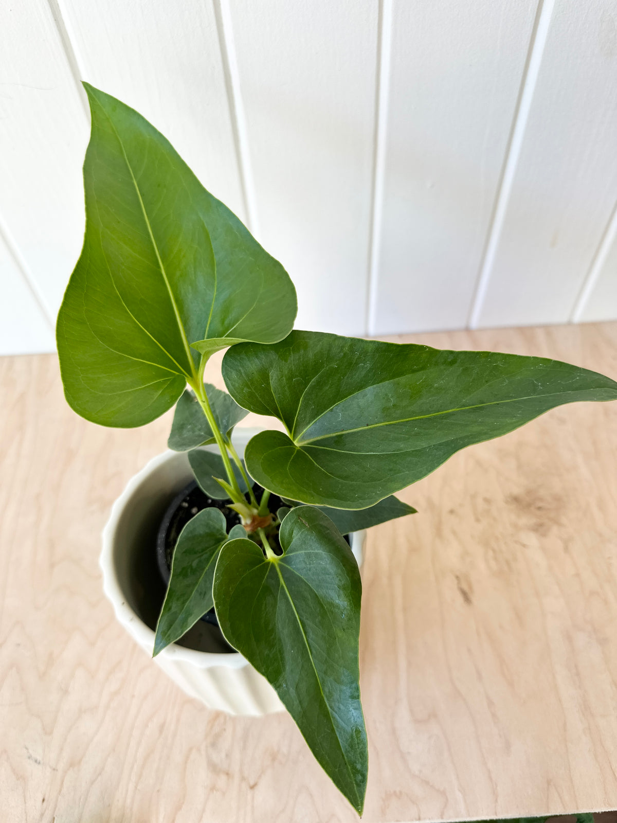 Anthurium Corong x Villenaorum