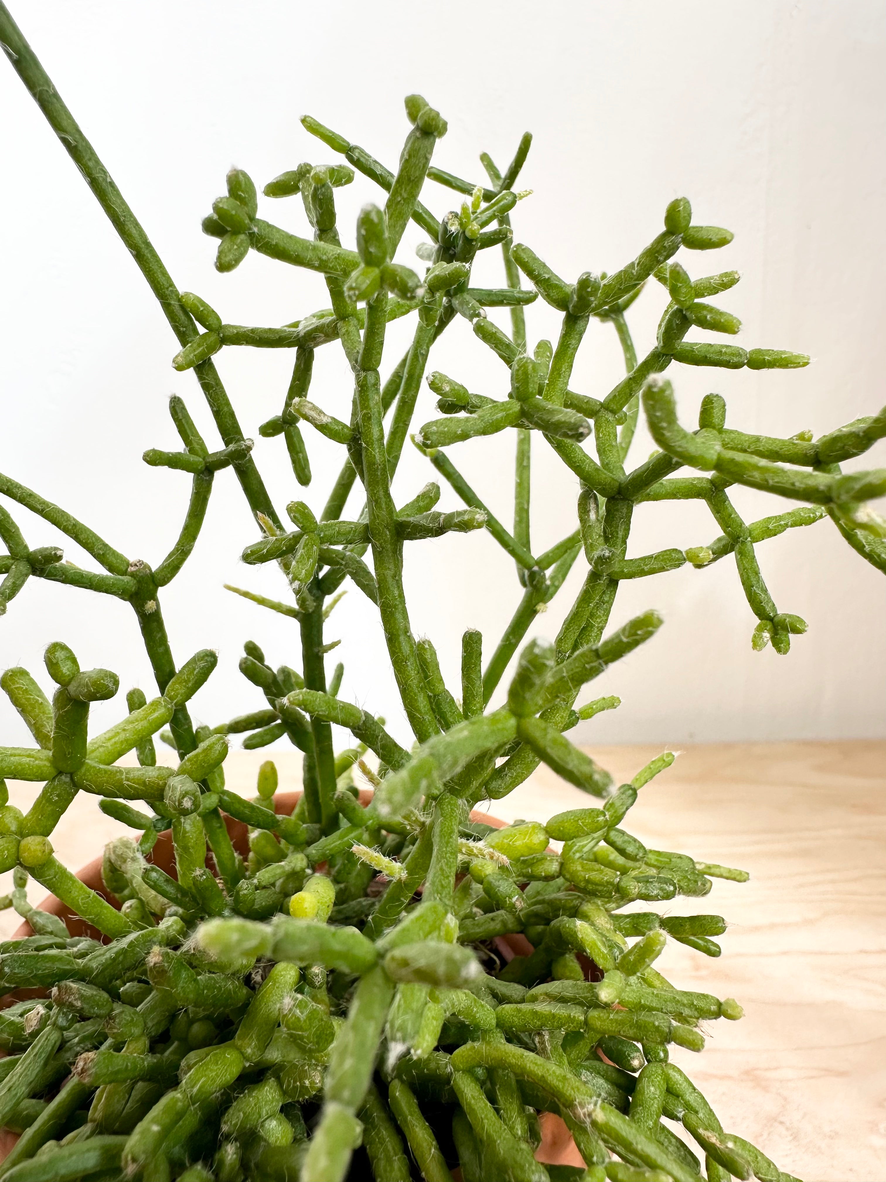 Rhipsalis Hatiora