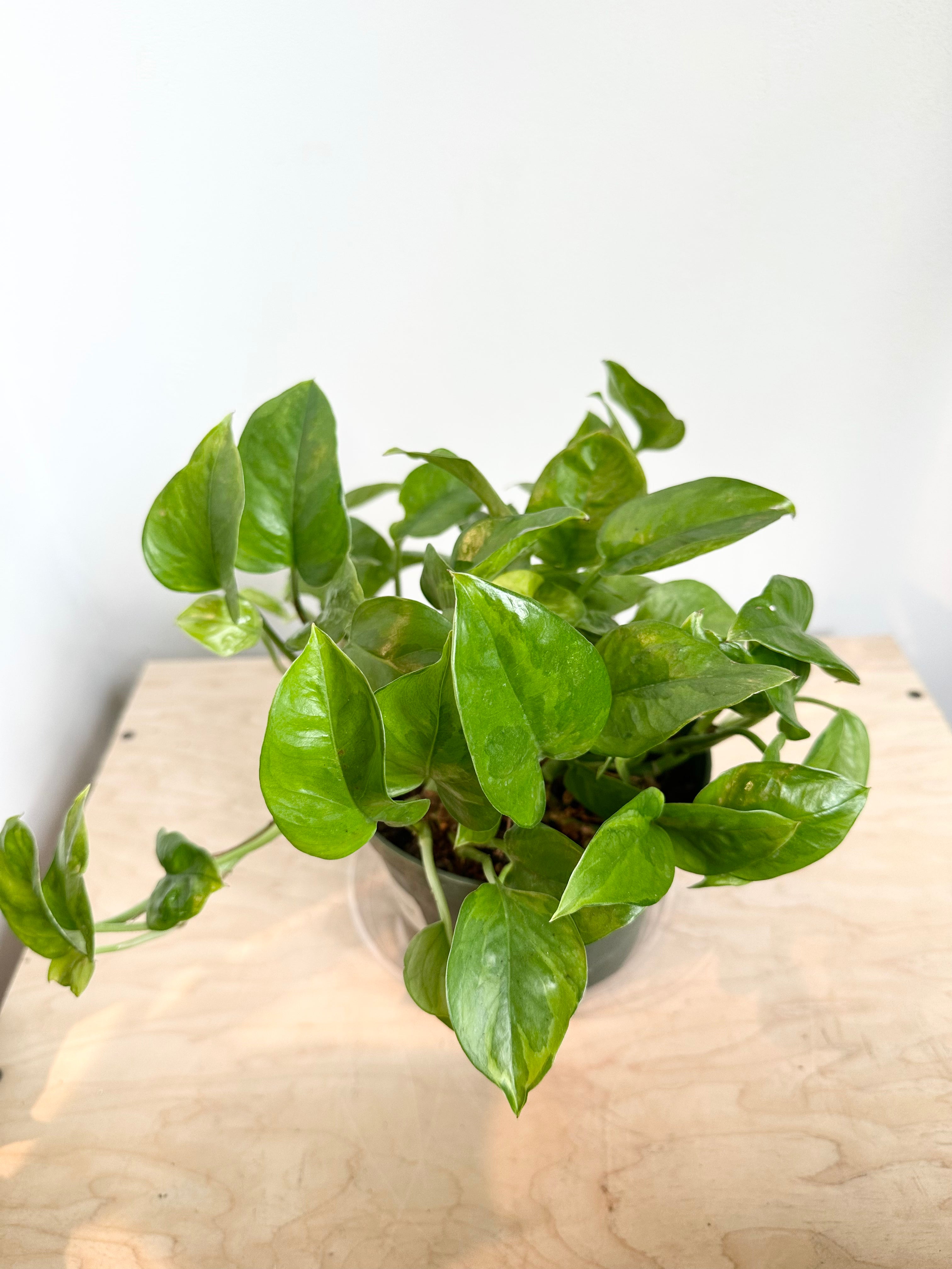 Pothos 'Emerald'