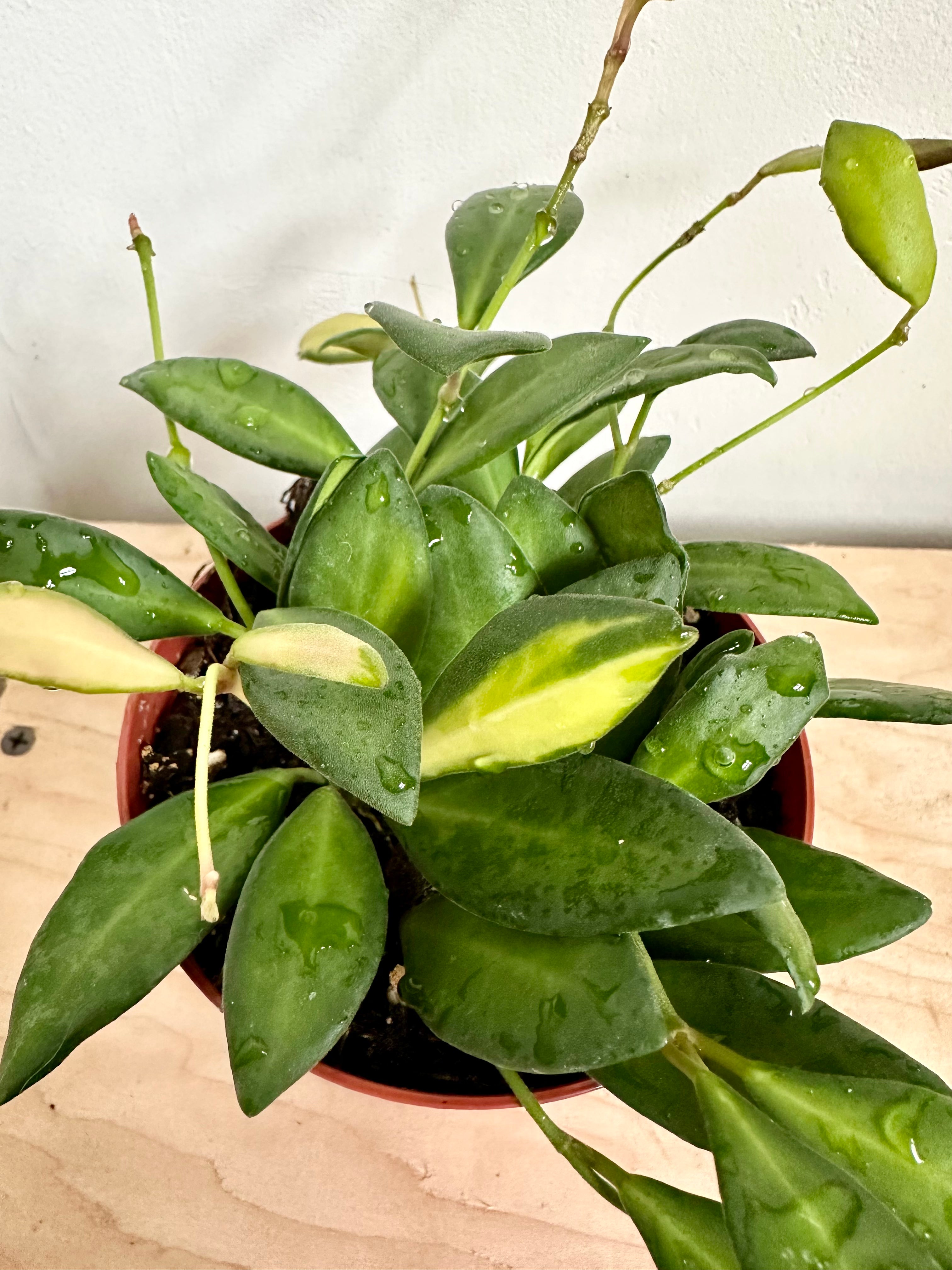 Hoya 'DS-70 Variegated'