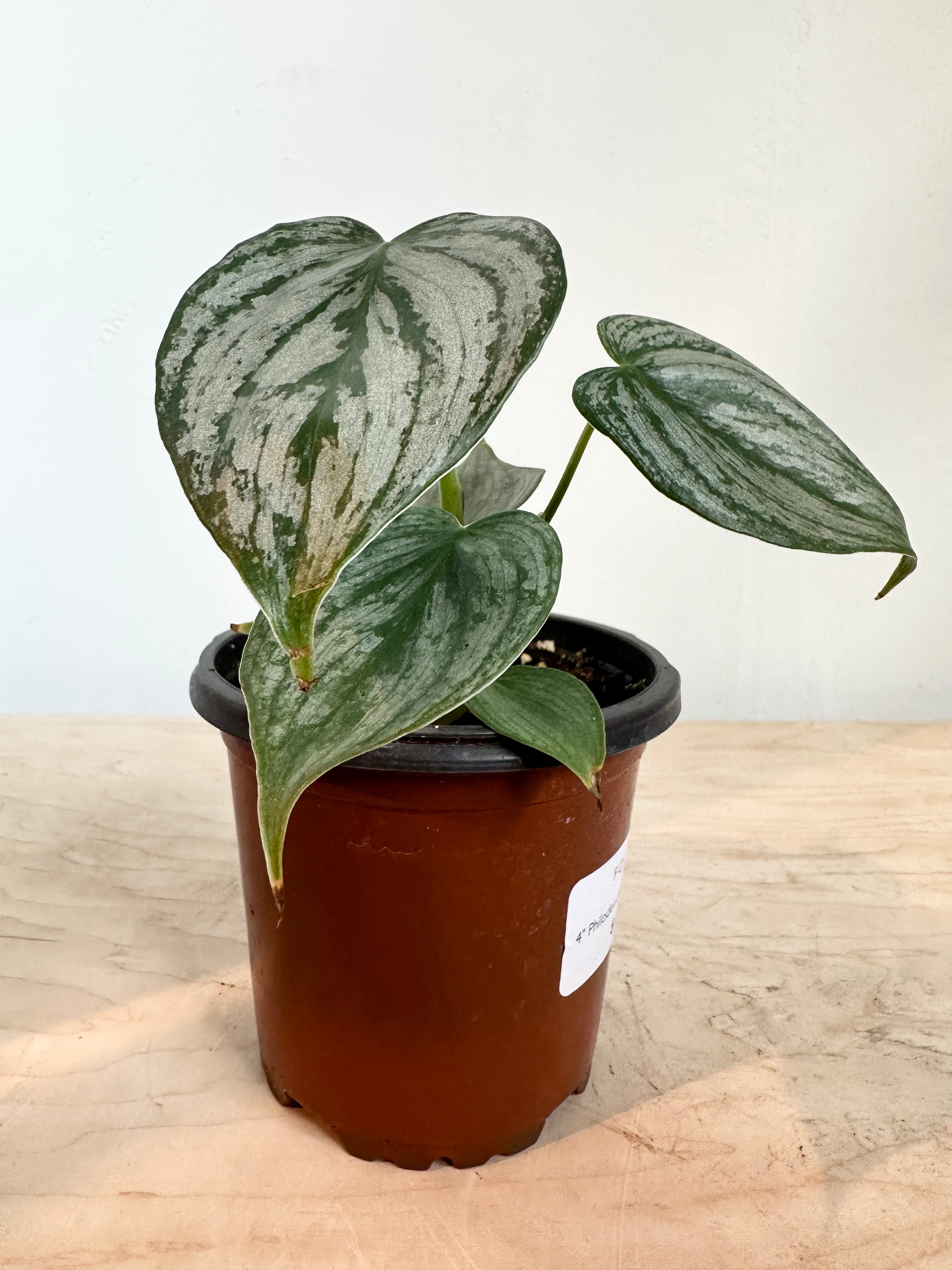 Philodendron 'Brandtianum'