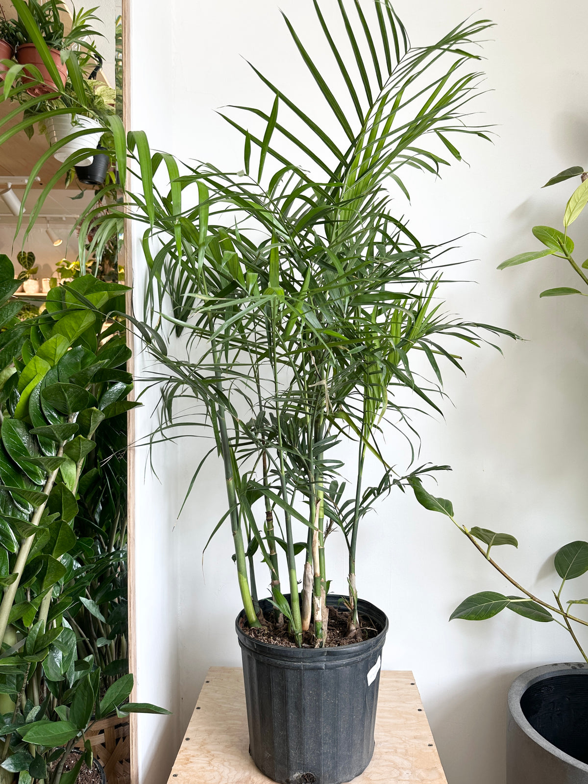 Seifrizzi Palm