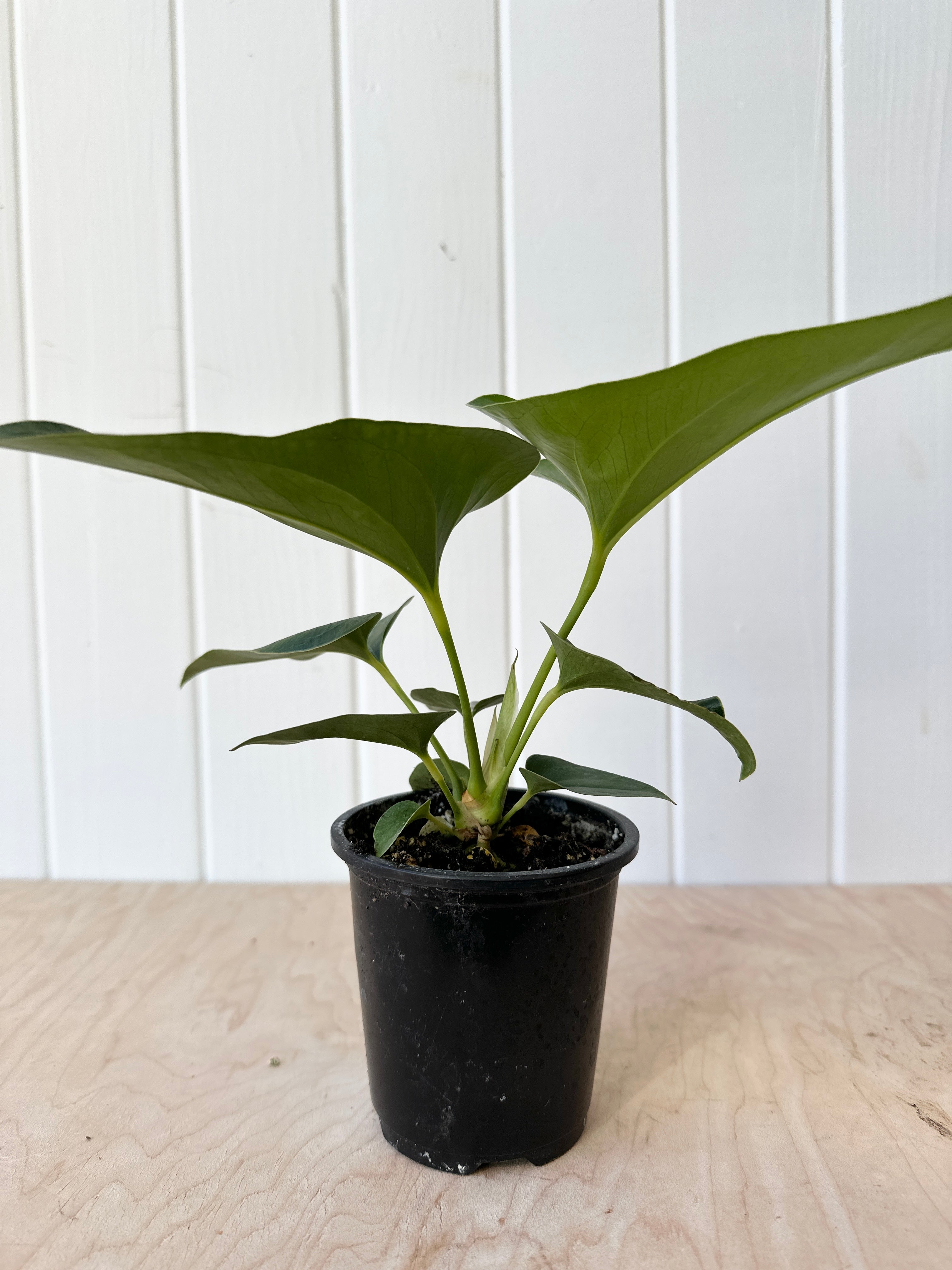anthurium villenaorum x radicans Anthurium Corong x Villenaorum – Foliage
