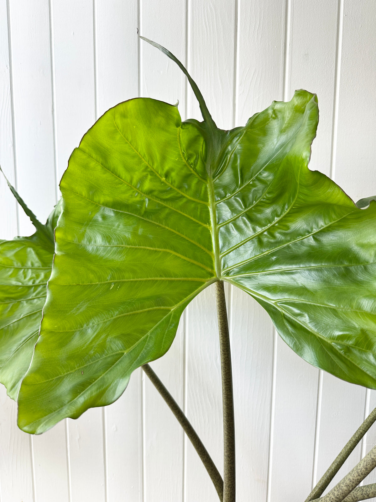 Alocasia 'Stingray'