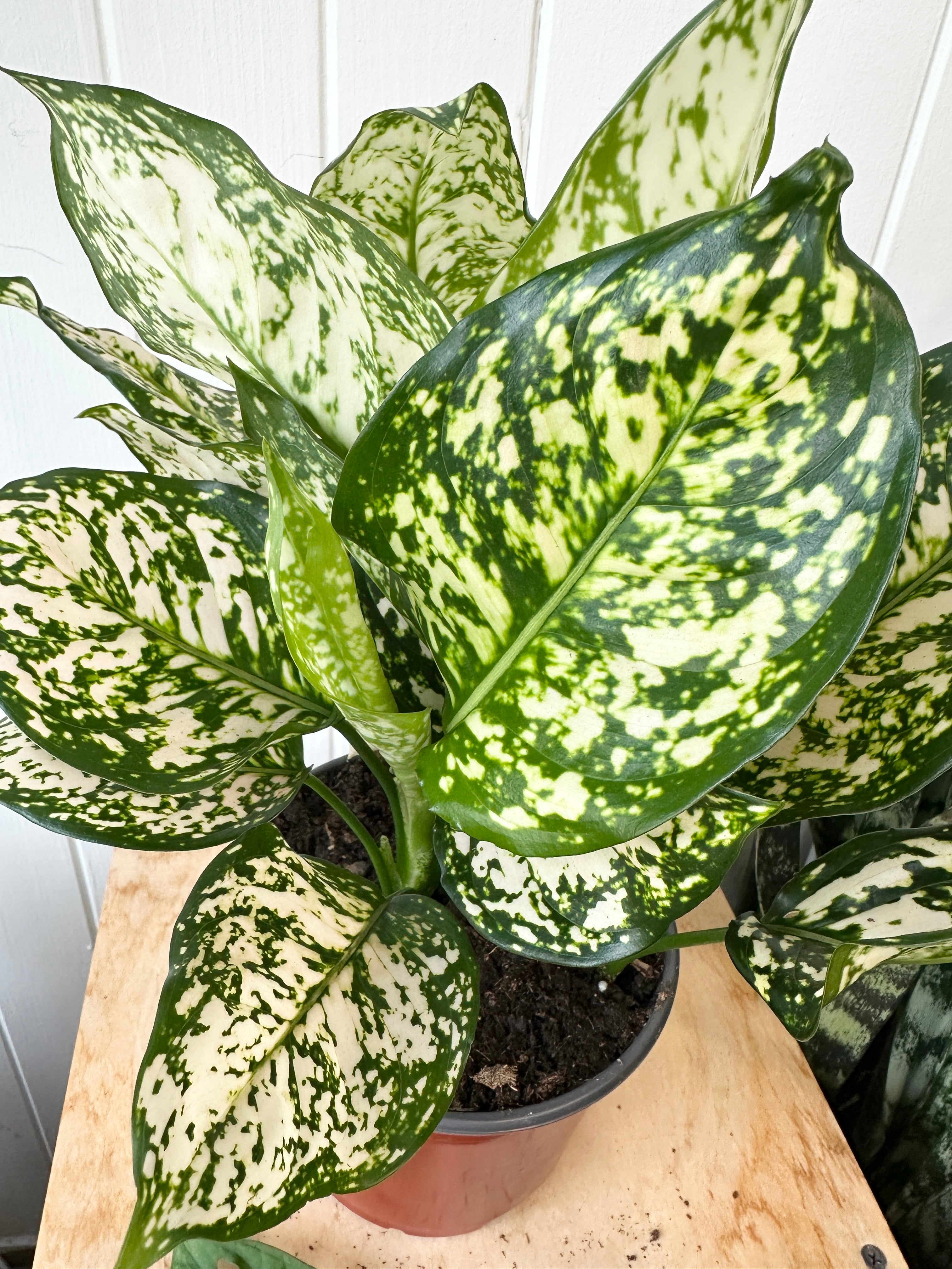 Aglaonema 'Pink Eileen'