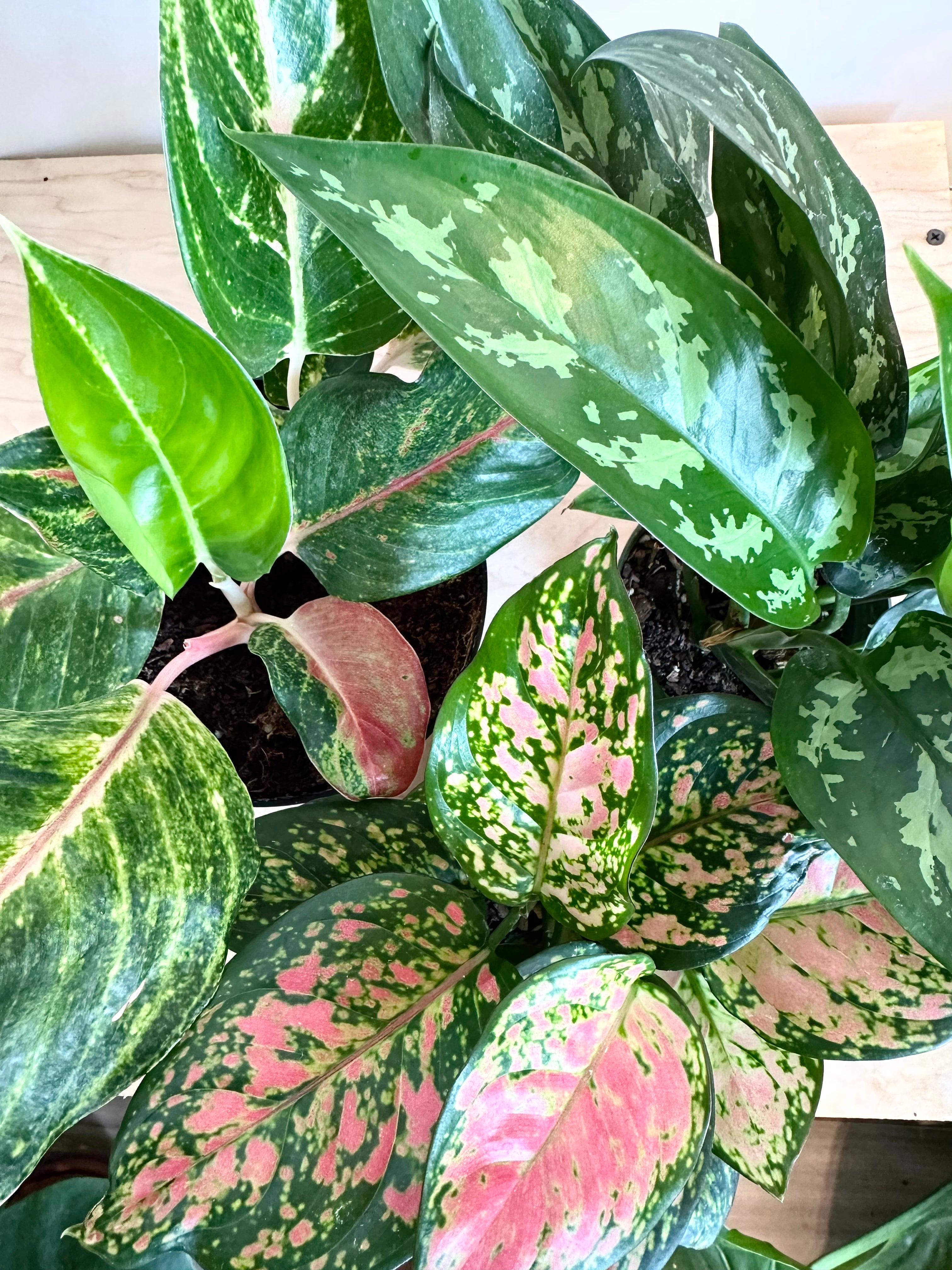 Aglaonema, assortiment