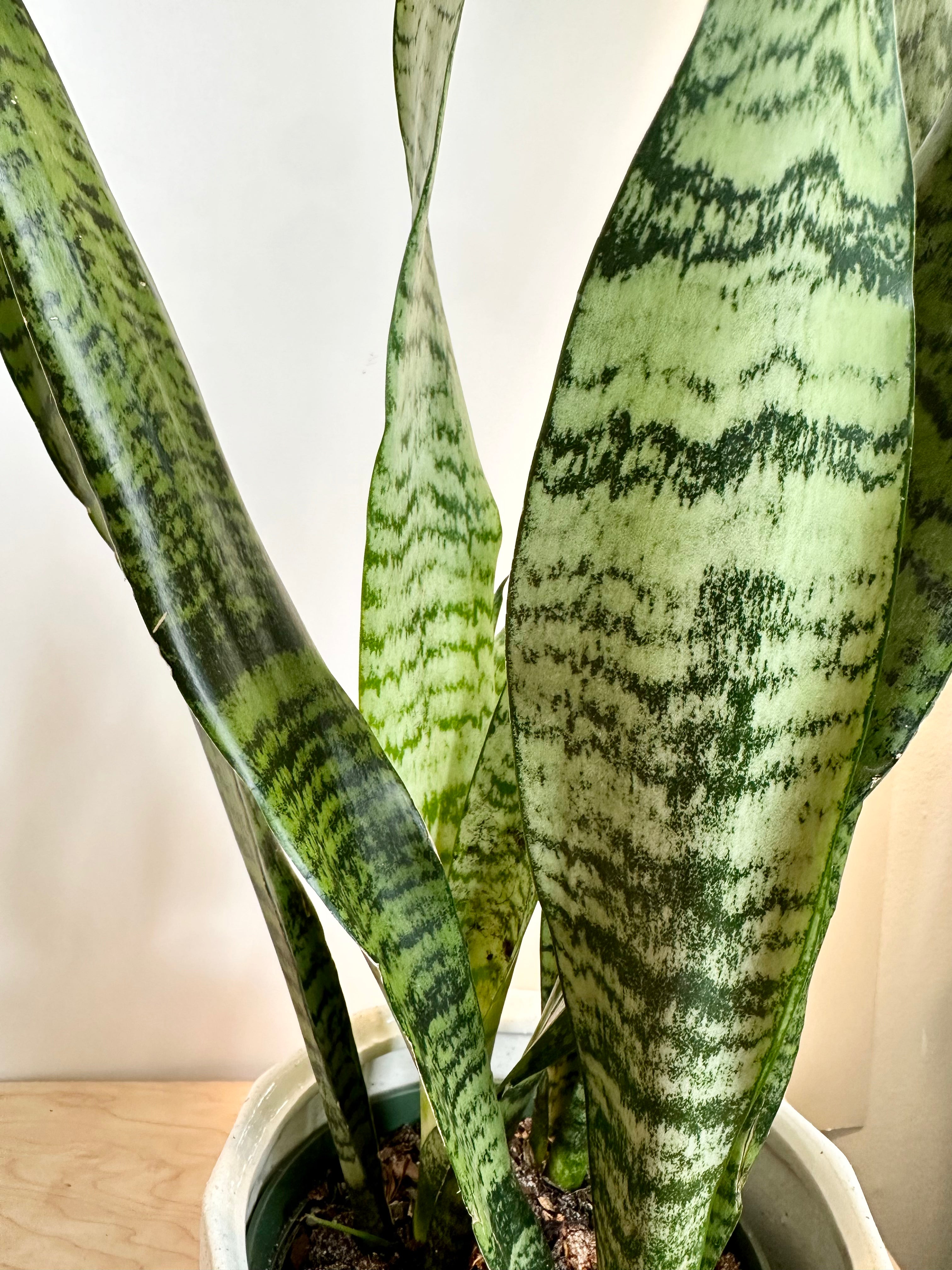 sansevieria zeylanica wikipedia Sansevieria 'Zeylanica' – Foliage