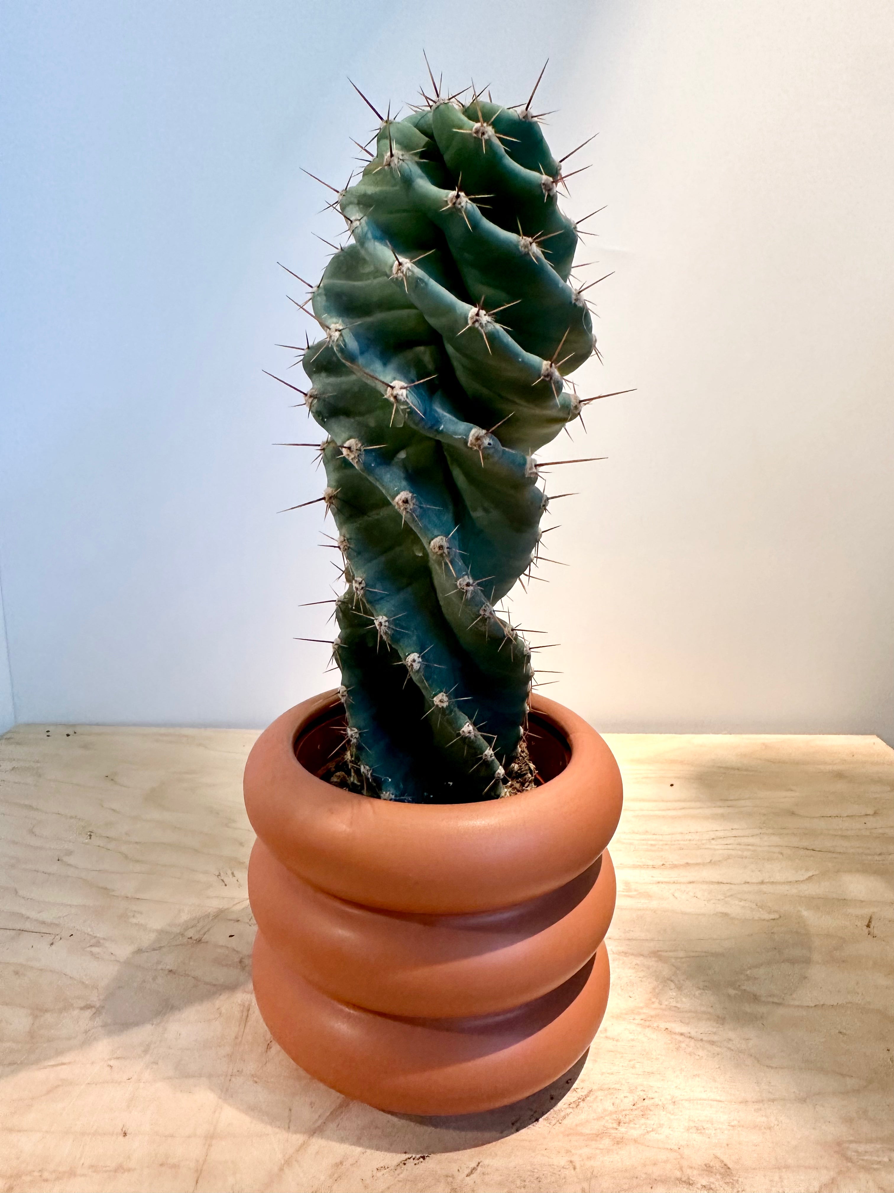 Spiral Cactus