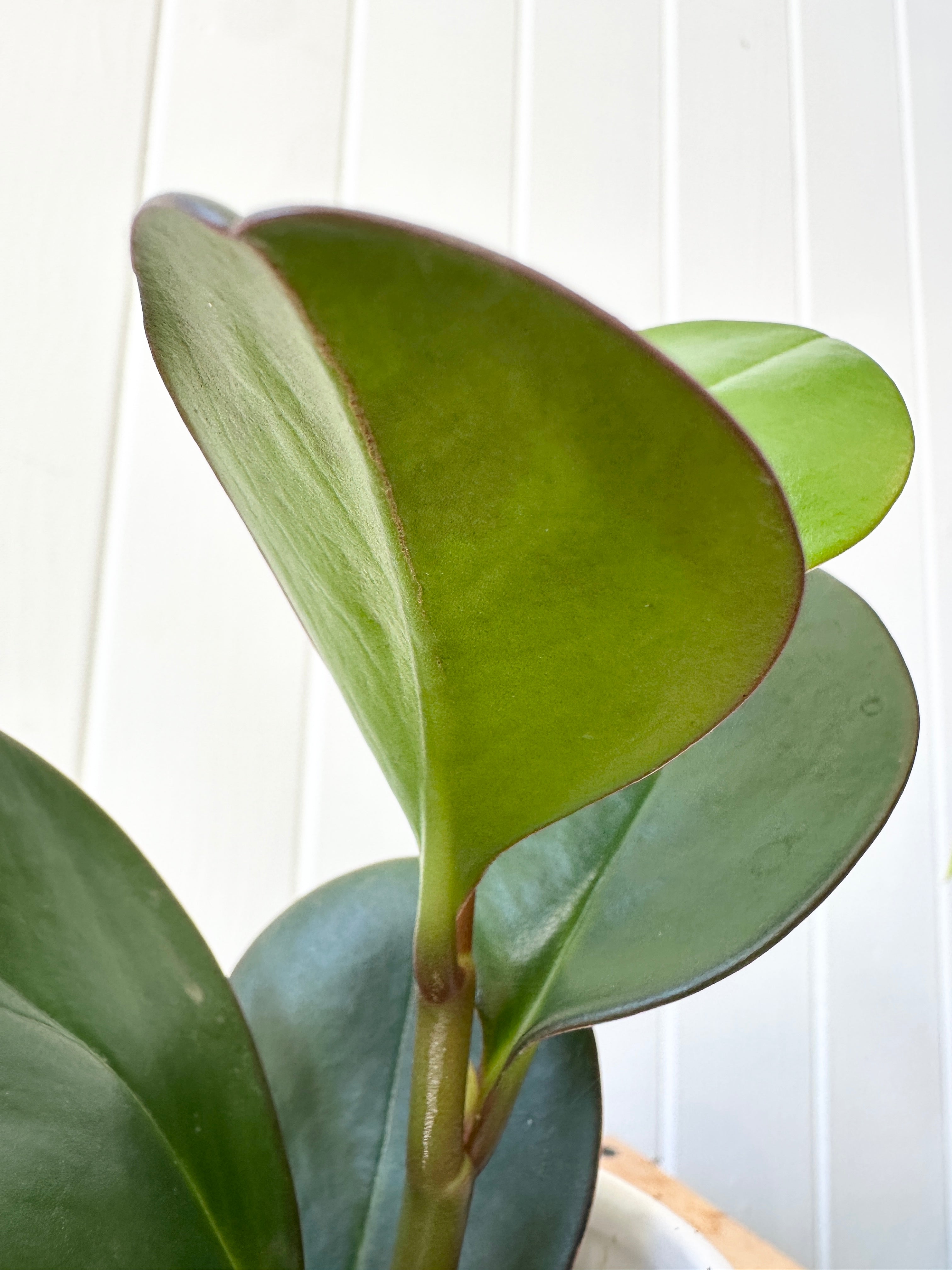 Peperomia 'Obtusifolia Red Edge'