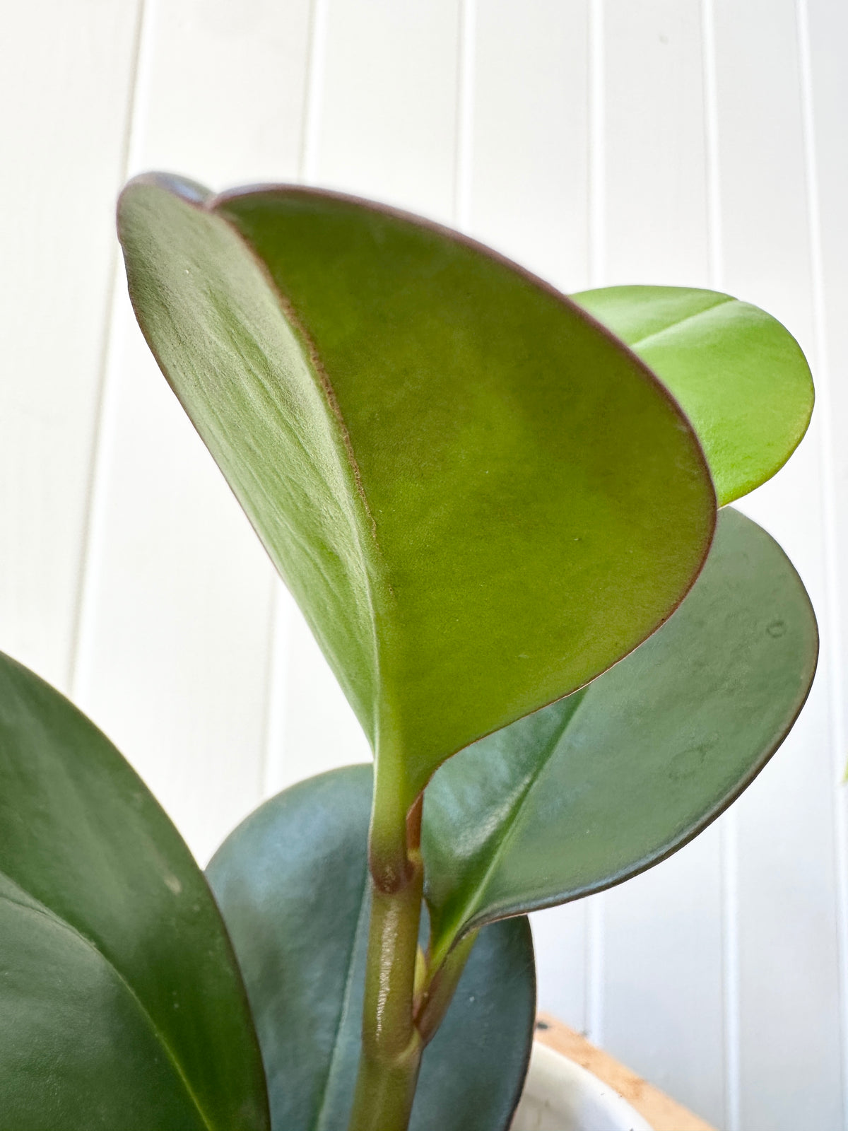 Peperomia 'Obtusifolia Red Edge'