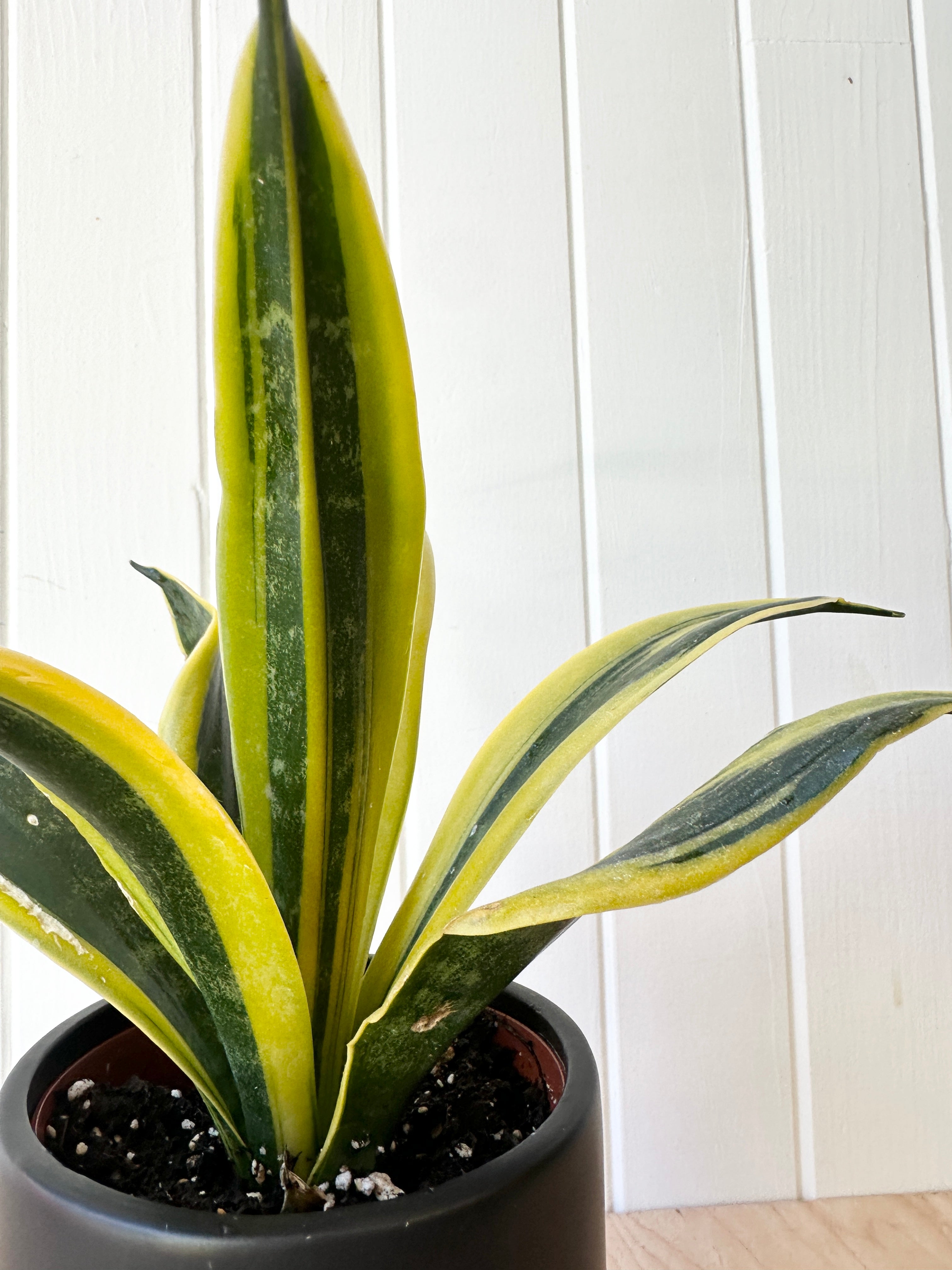 Sansevieria 'Flame'
