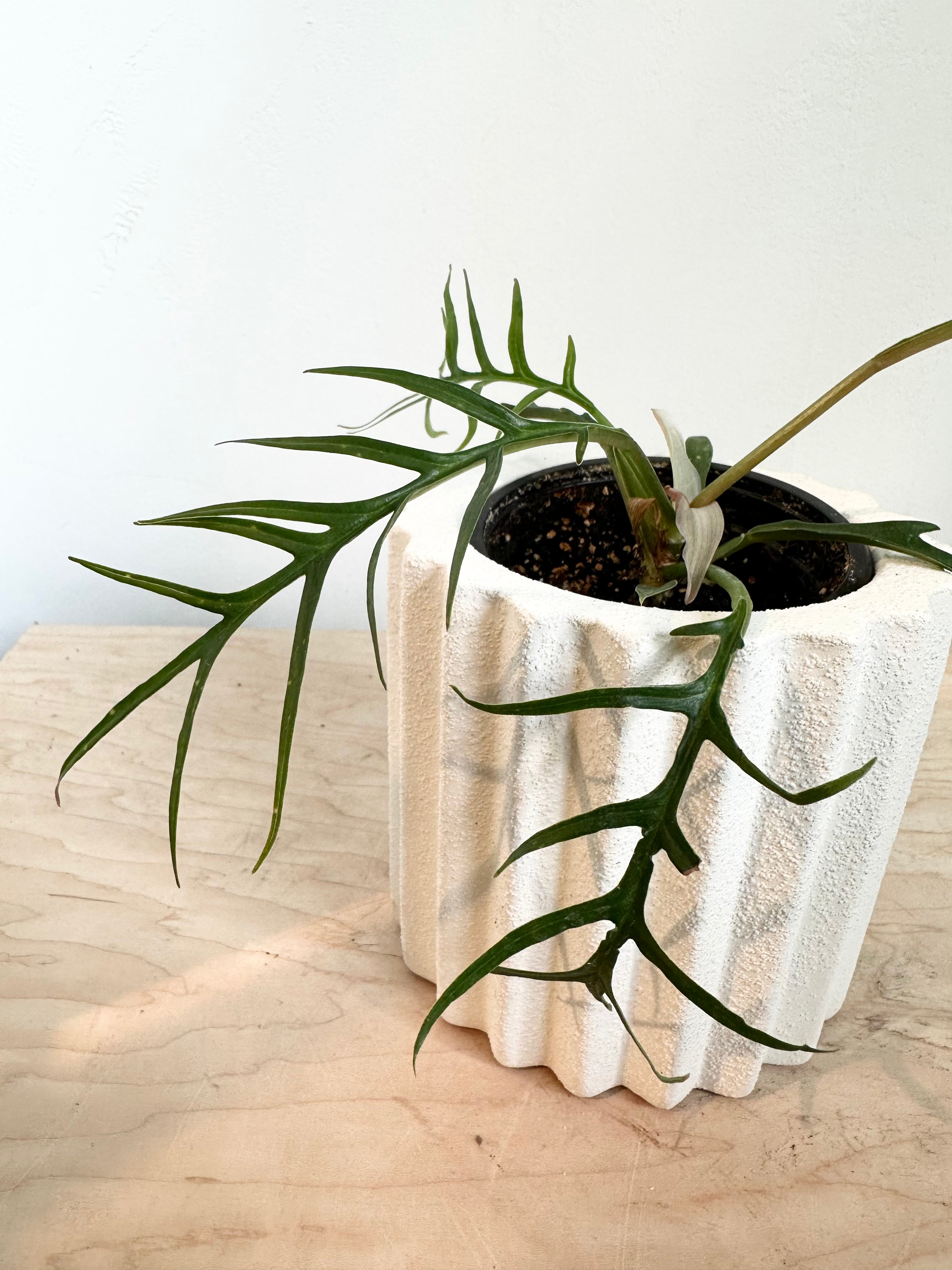 Philodendron Tortum