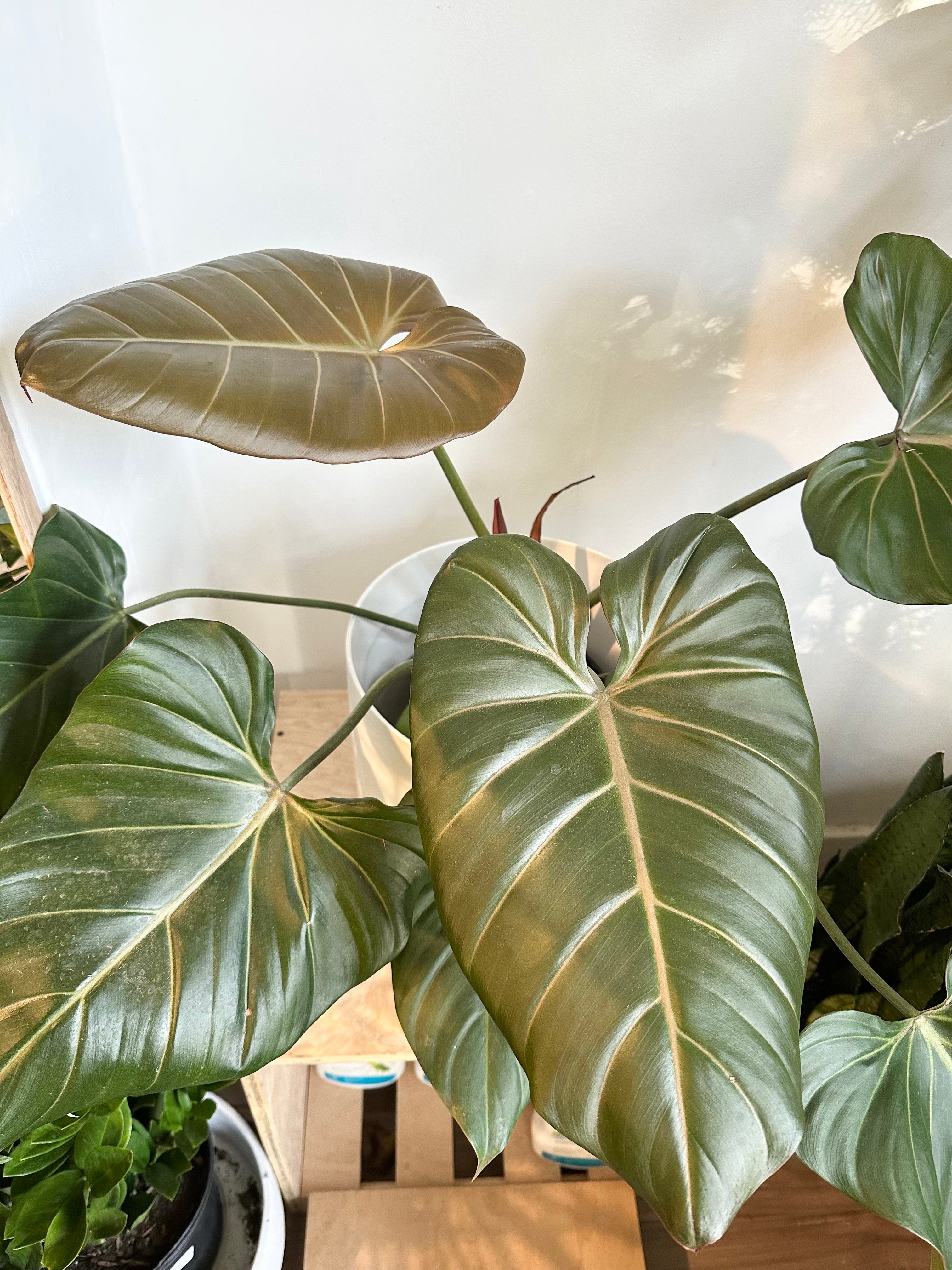 Philodendron 'Summer Glory'