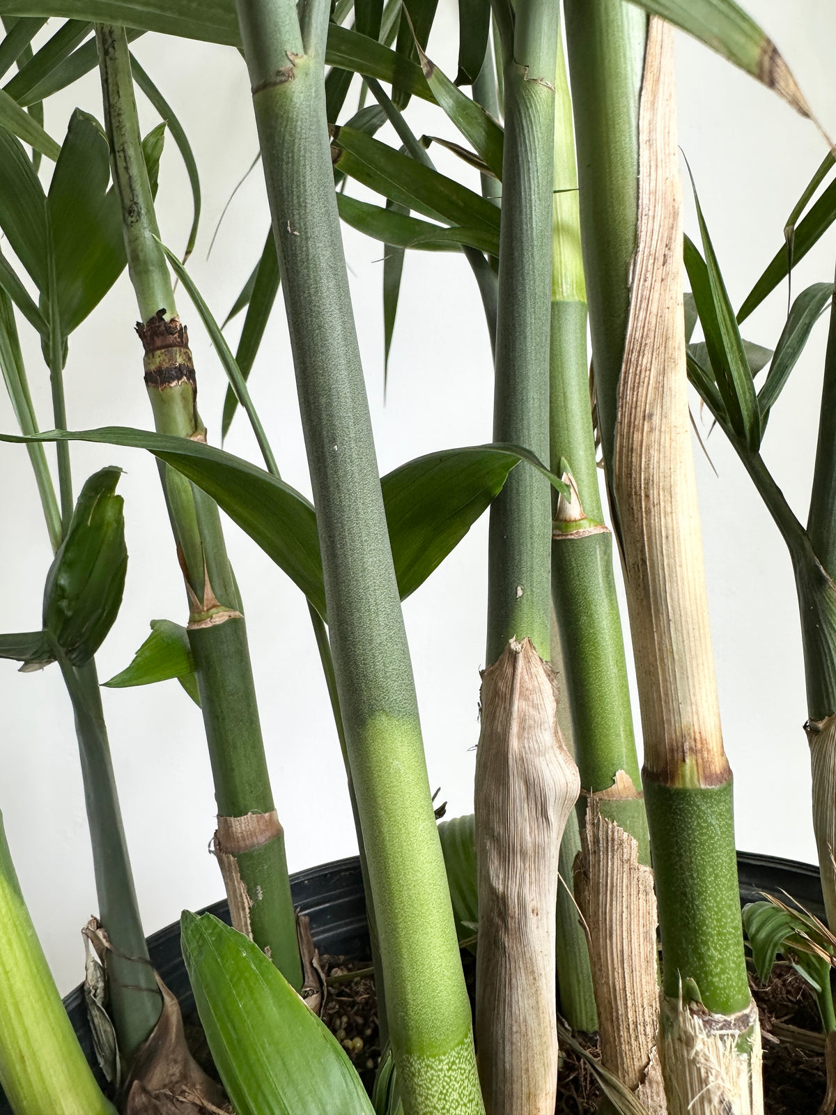 Seifrizzi Palm