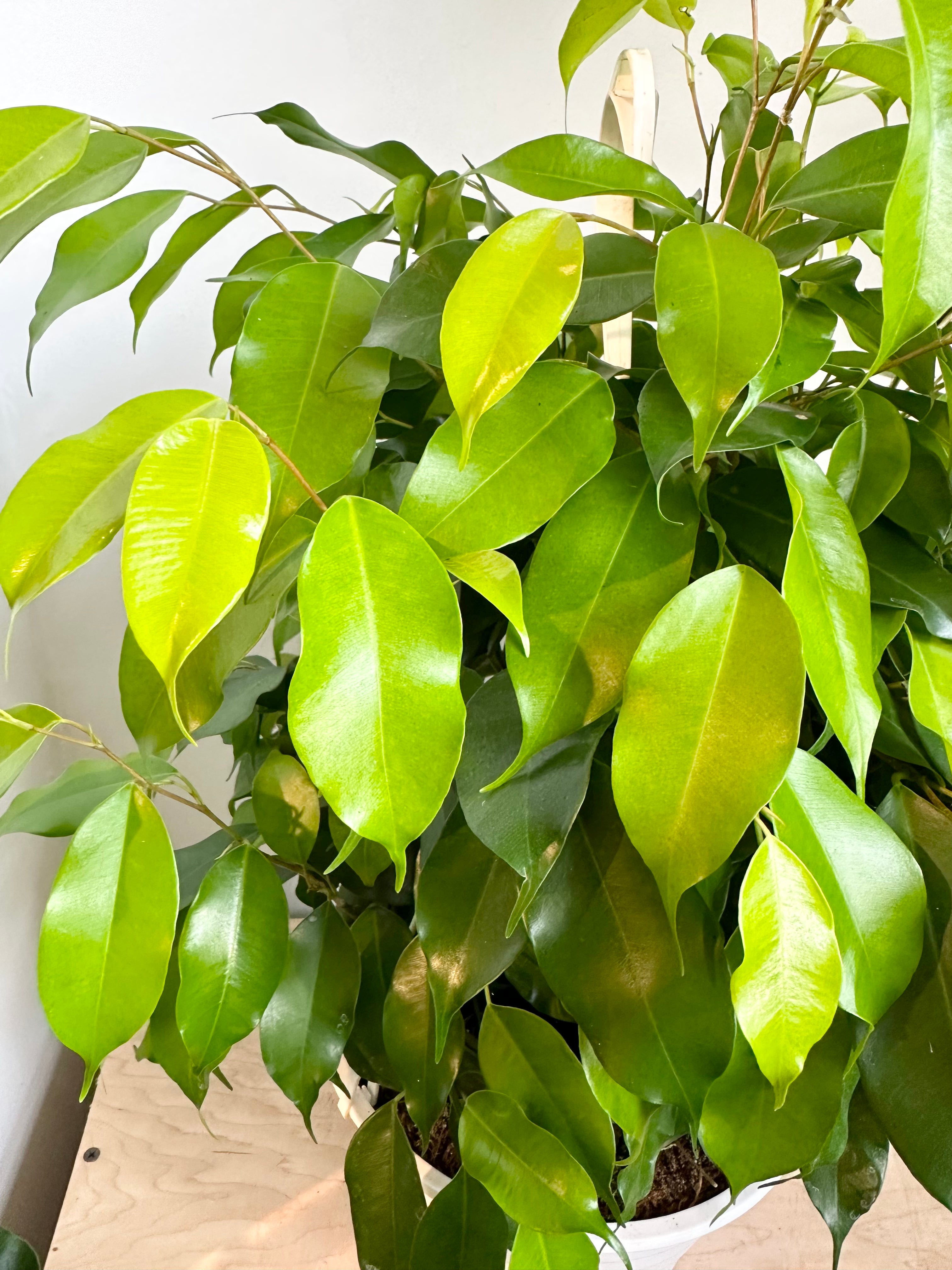 Ficus 'Margarite (Neon)'