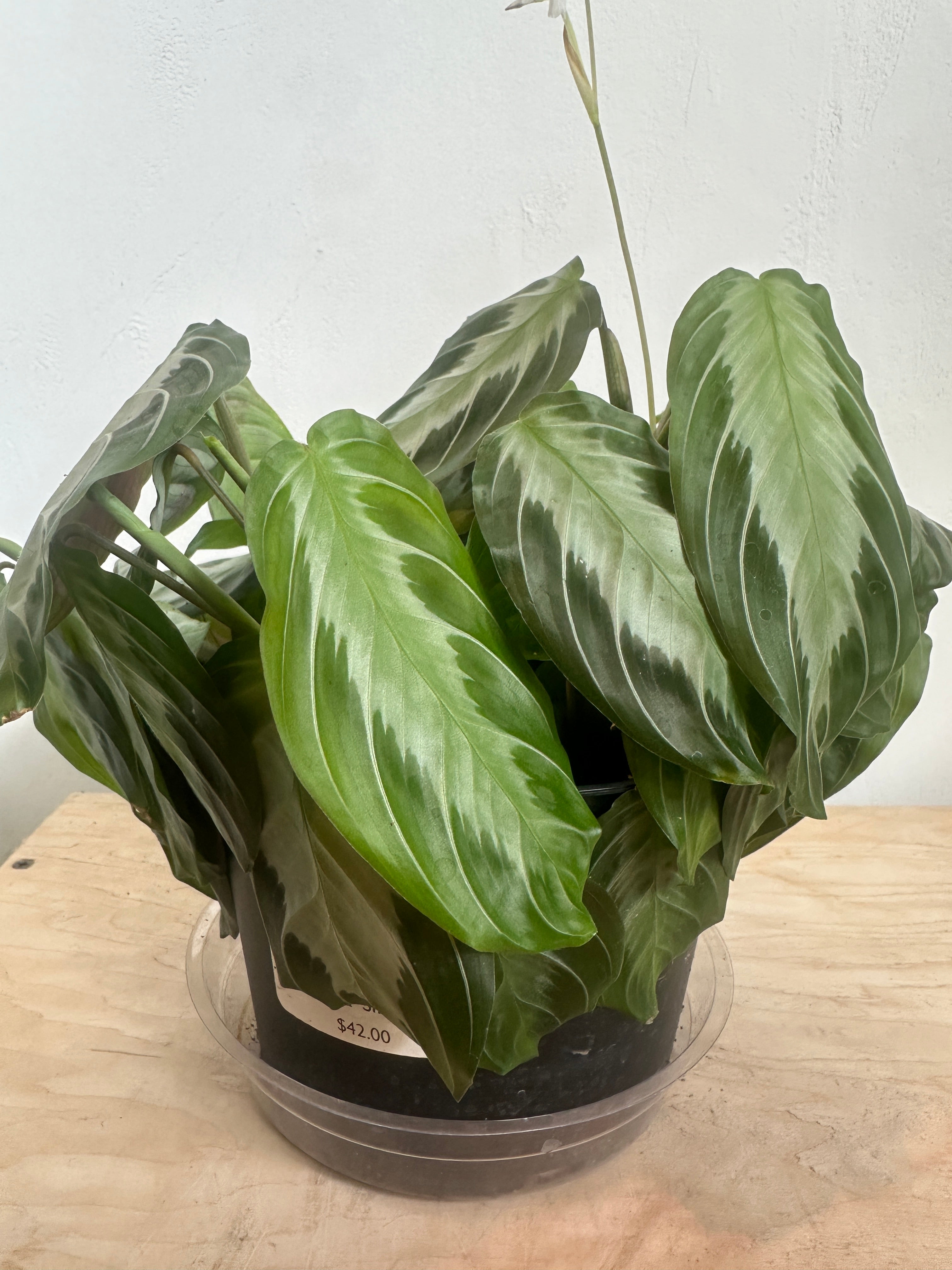 Maranta 'Silver Band'