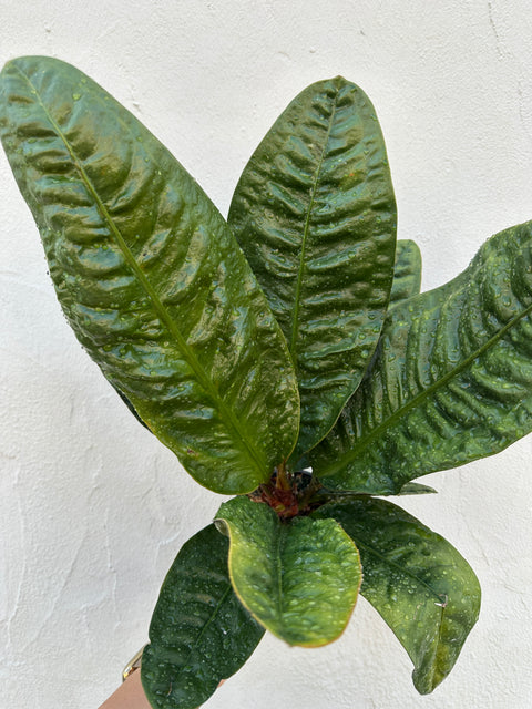 anthurium superbum soil Anthurium 'Superbum' – Foliage