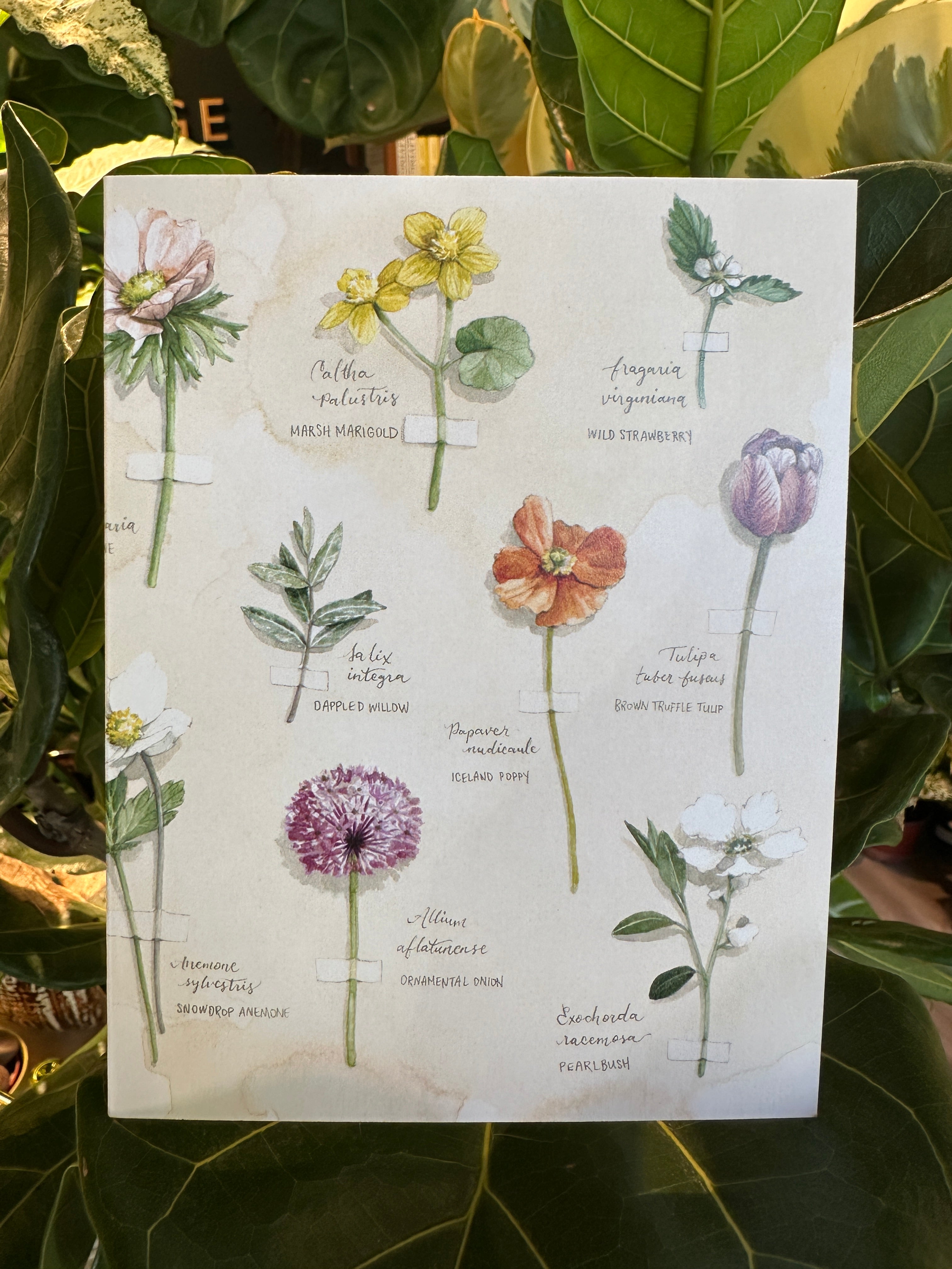 Tarjeta de notas con muestra floral