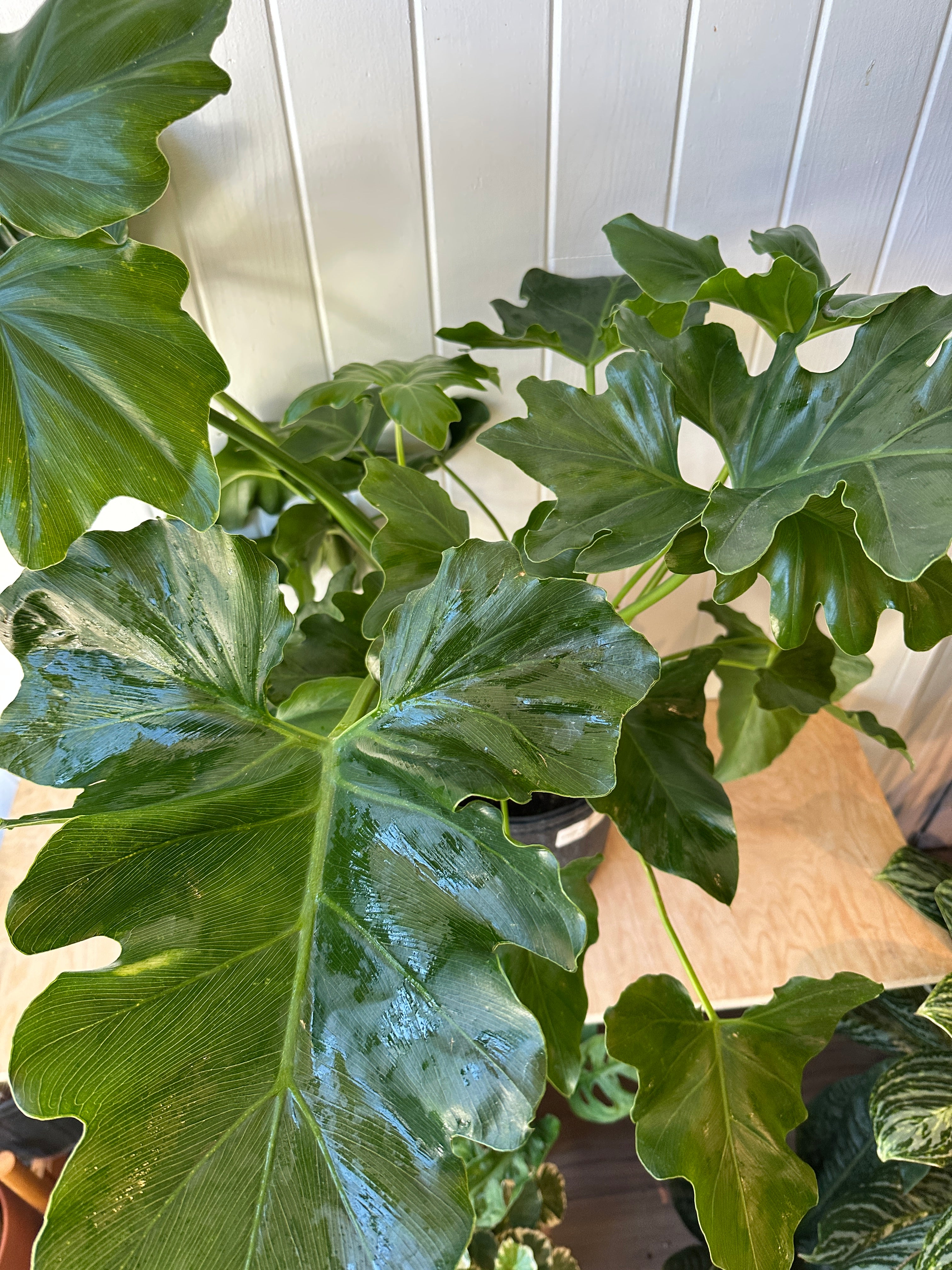 Philodendron 'Revolution'