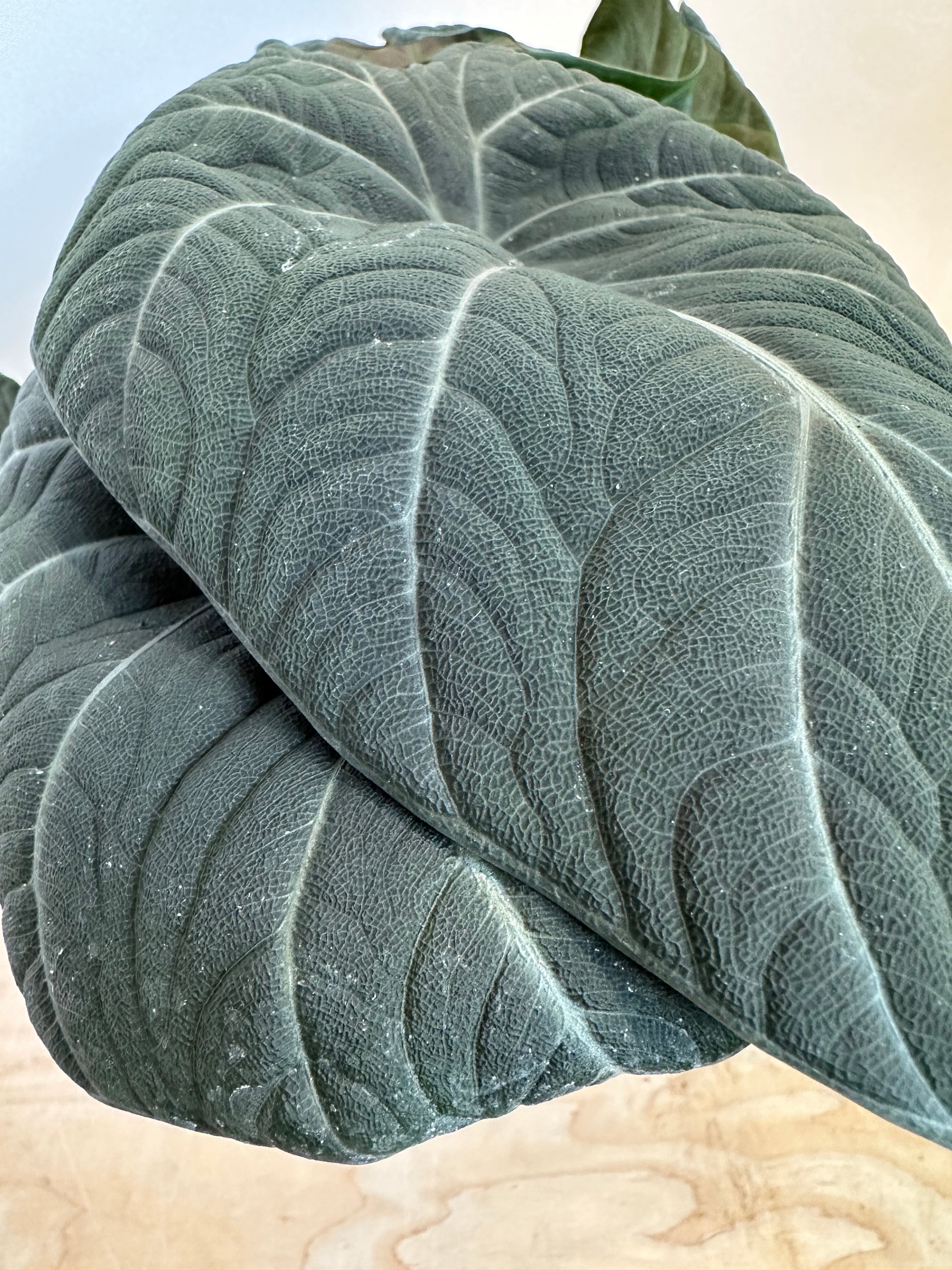 Alocasia 'Maharani'