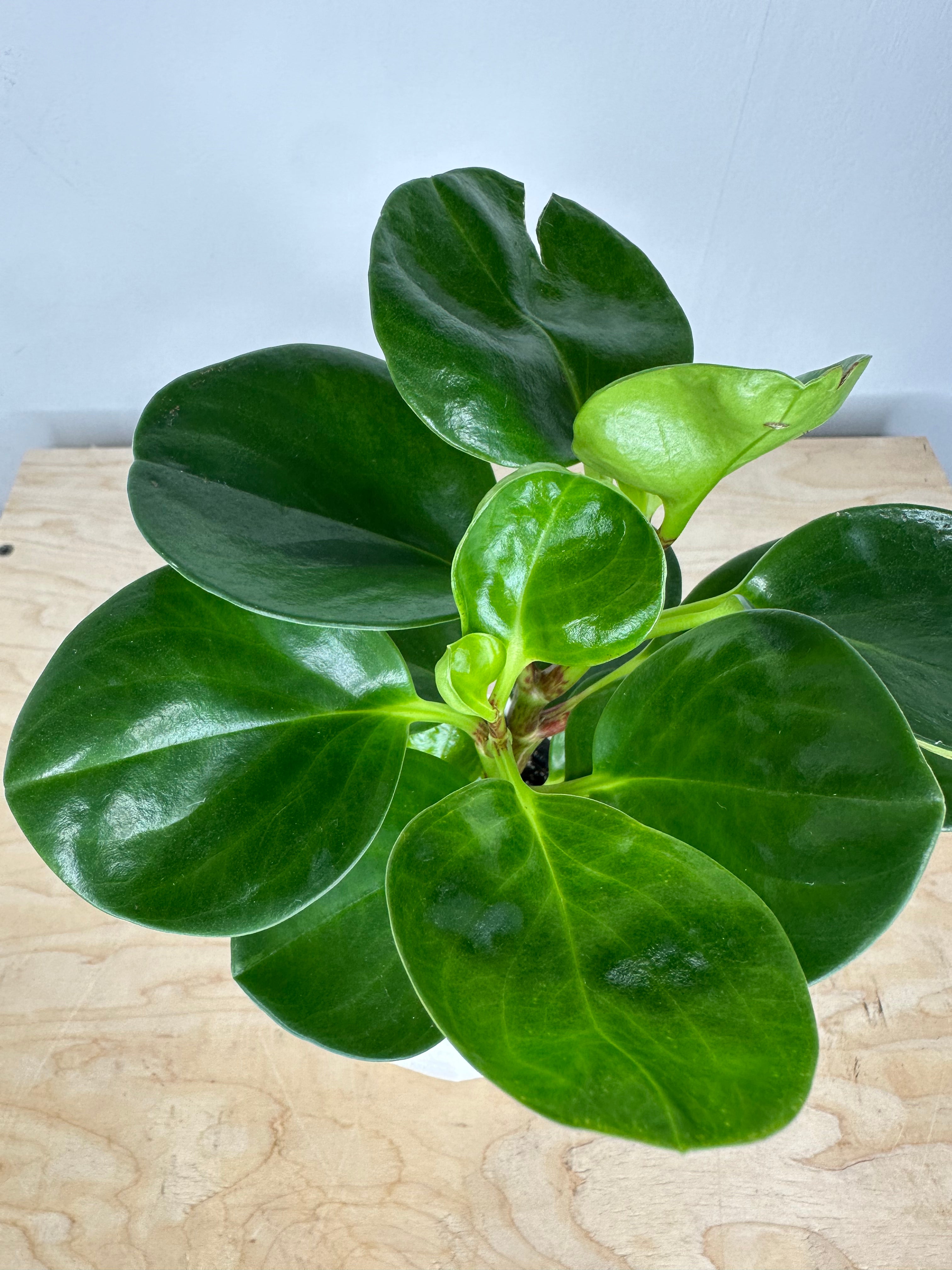 Peperomia 'Obtusifolia'