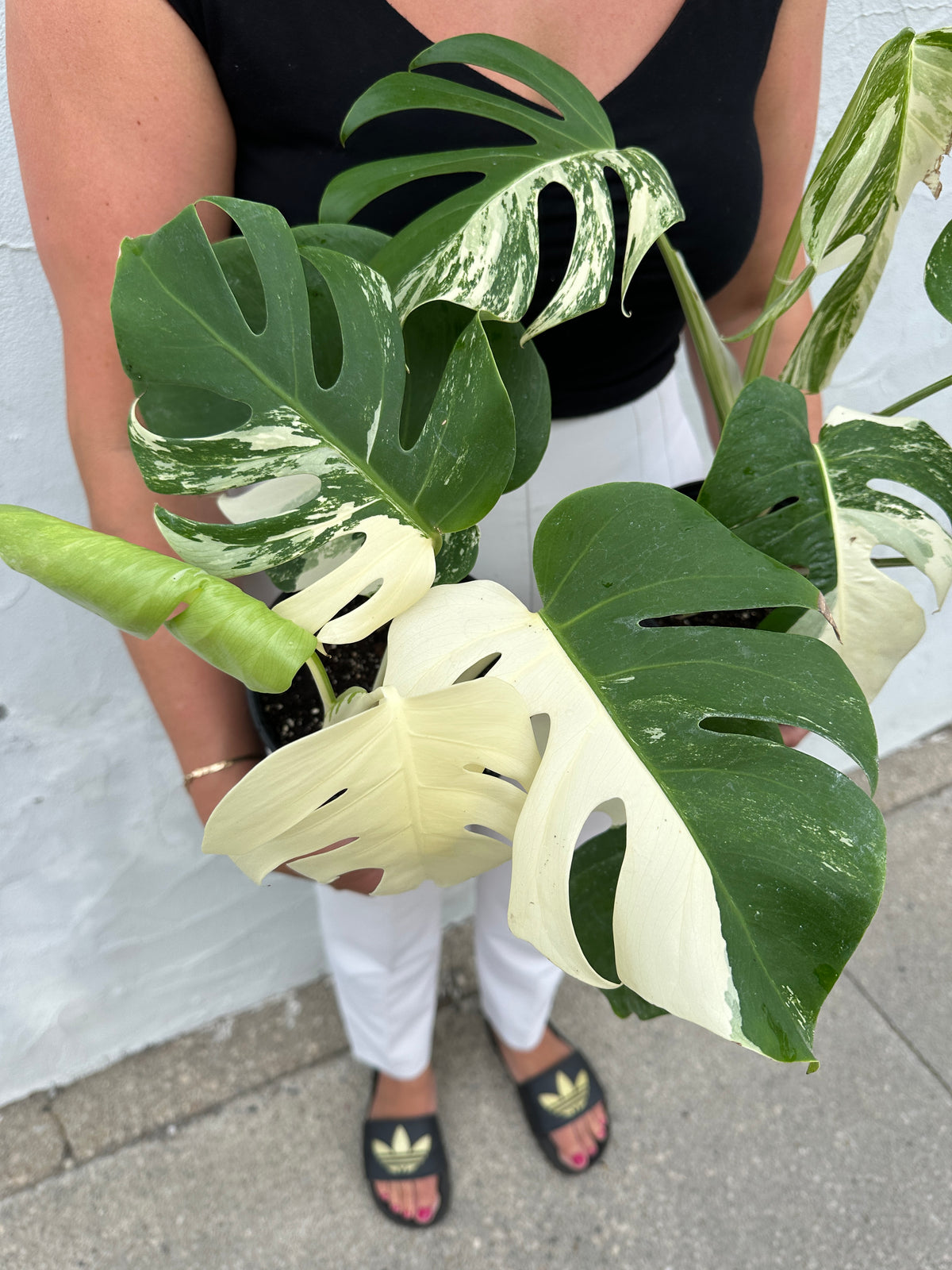 Monstera 'Albo'