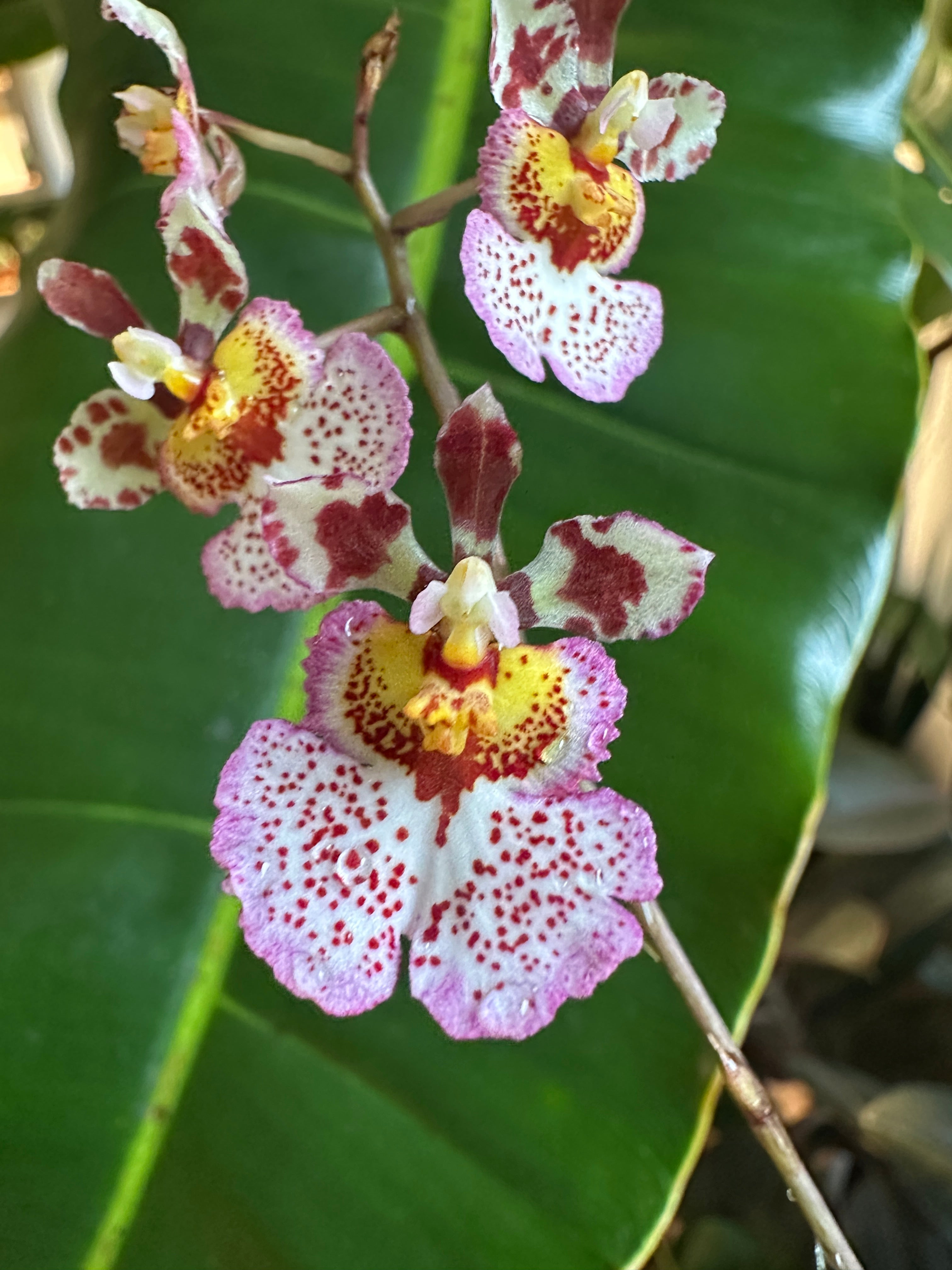 Tolumnia Orchid