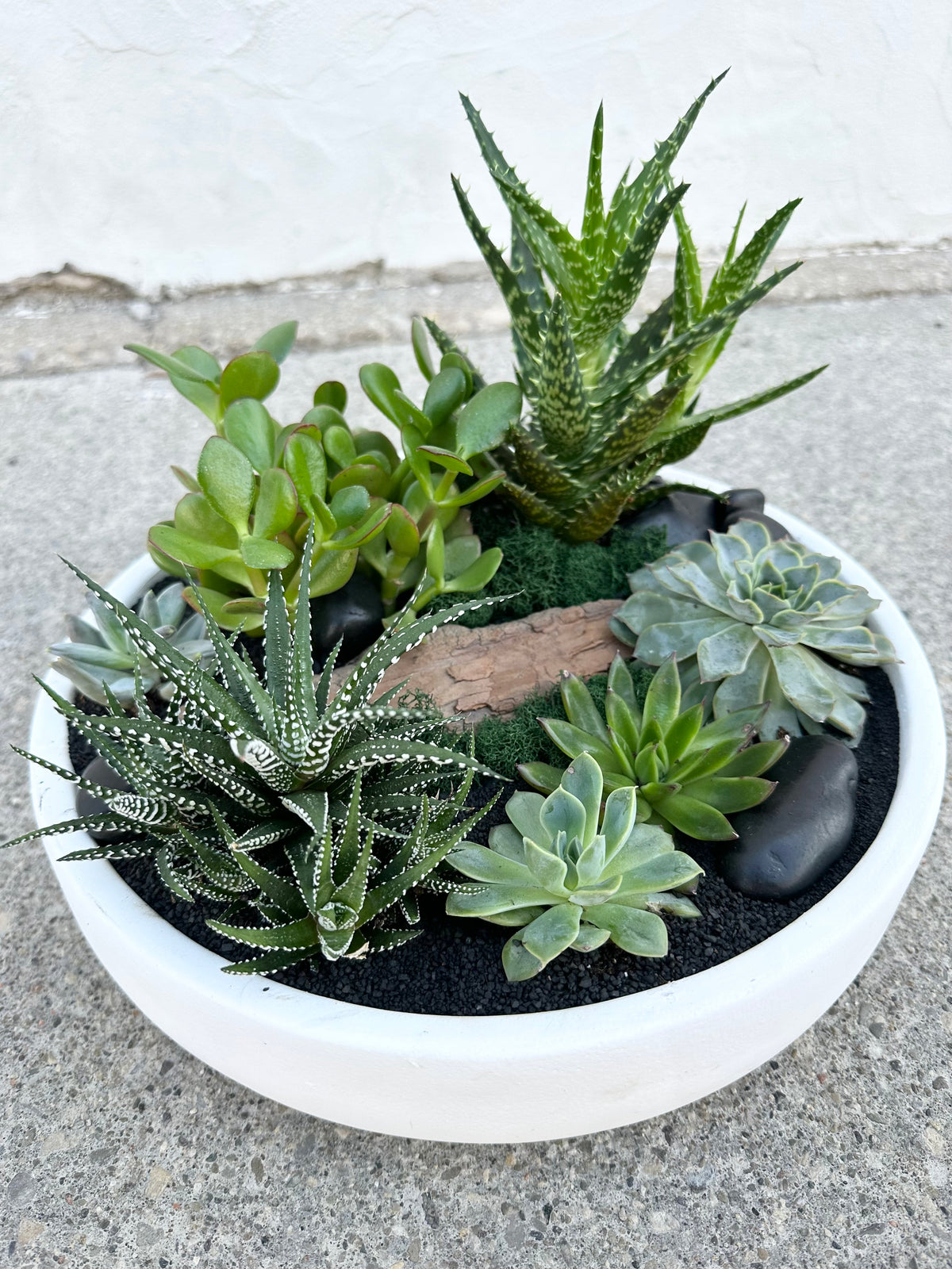 Nuit succulente