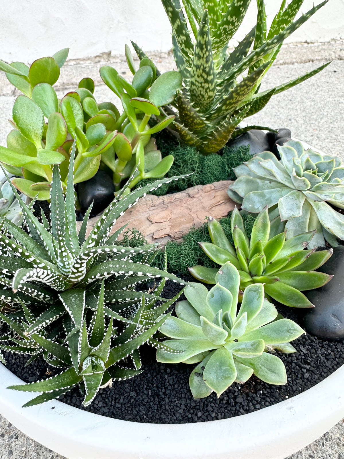 Nuit succulente