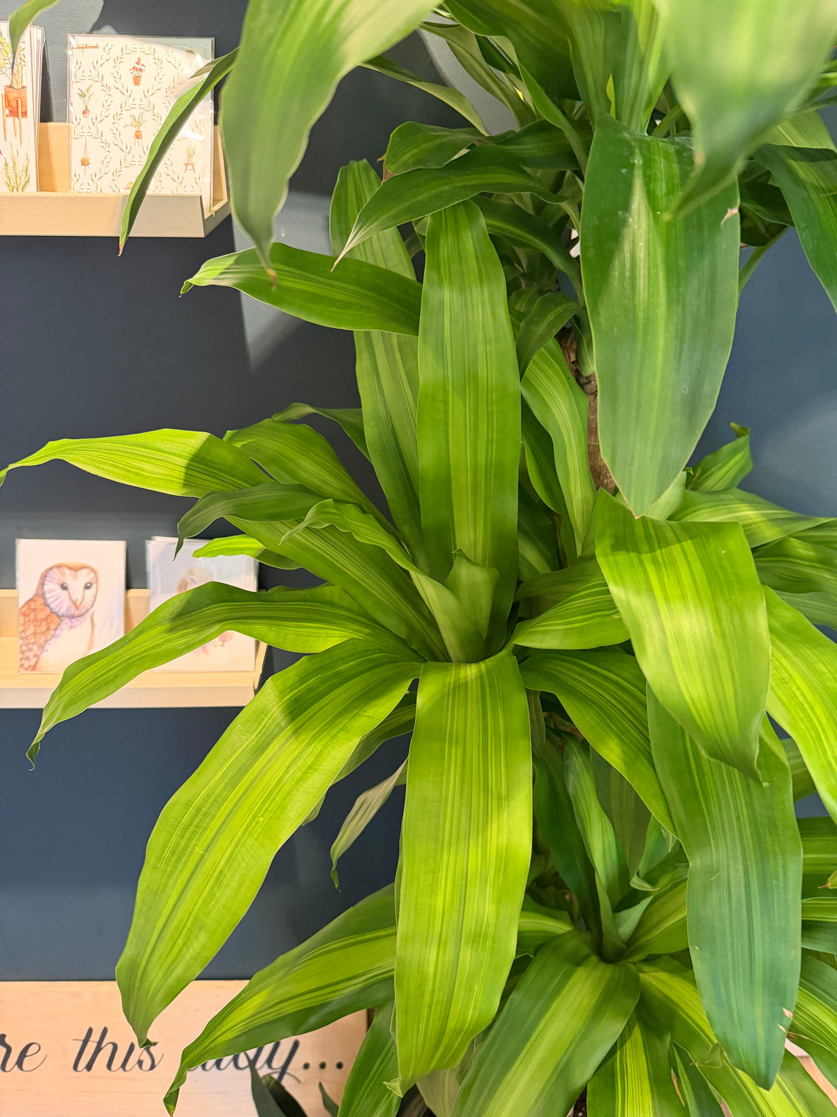 Dracaena 'Massangeana 4-3-2'