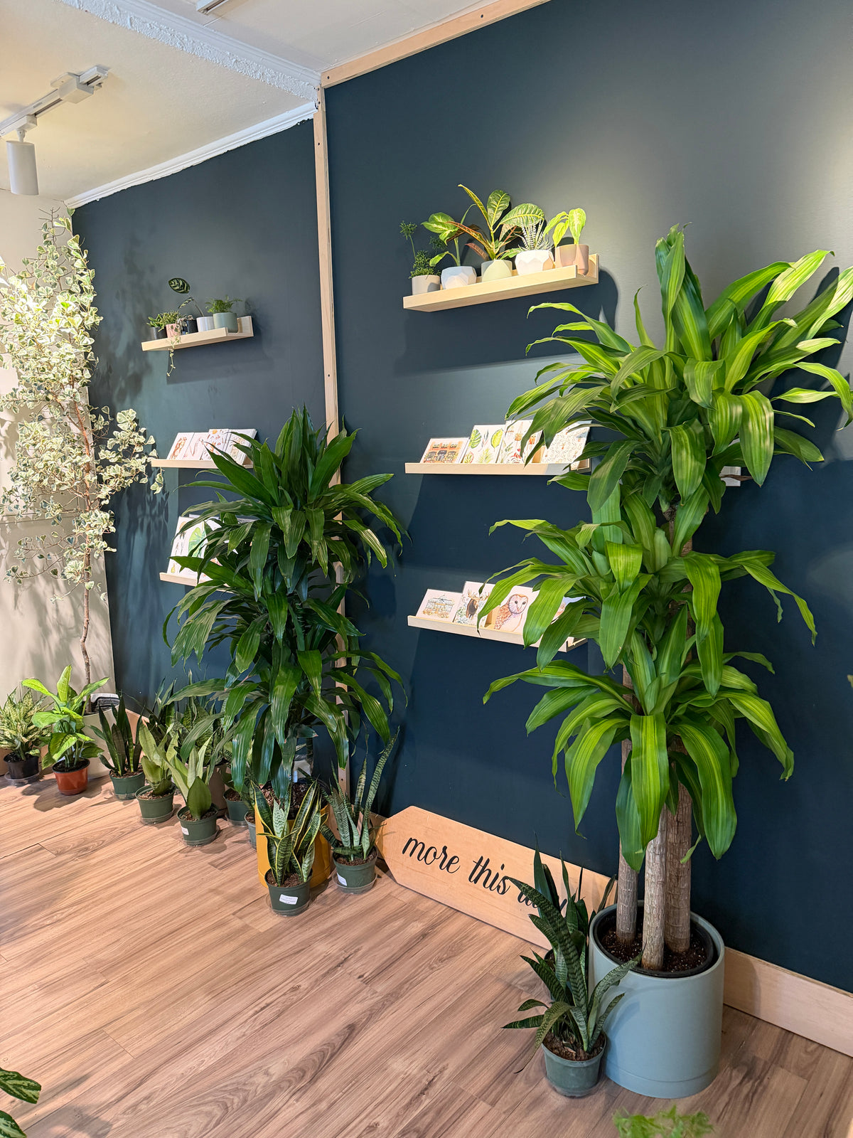 Dracaena 'Massangeana 4-3-2'