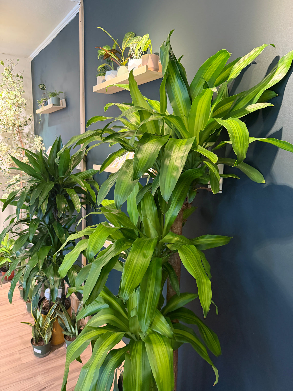 Dracaena 'Massangeana 4-3-2'