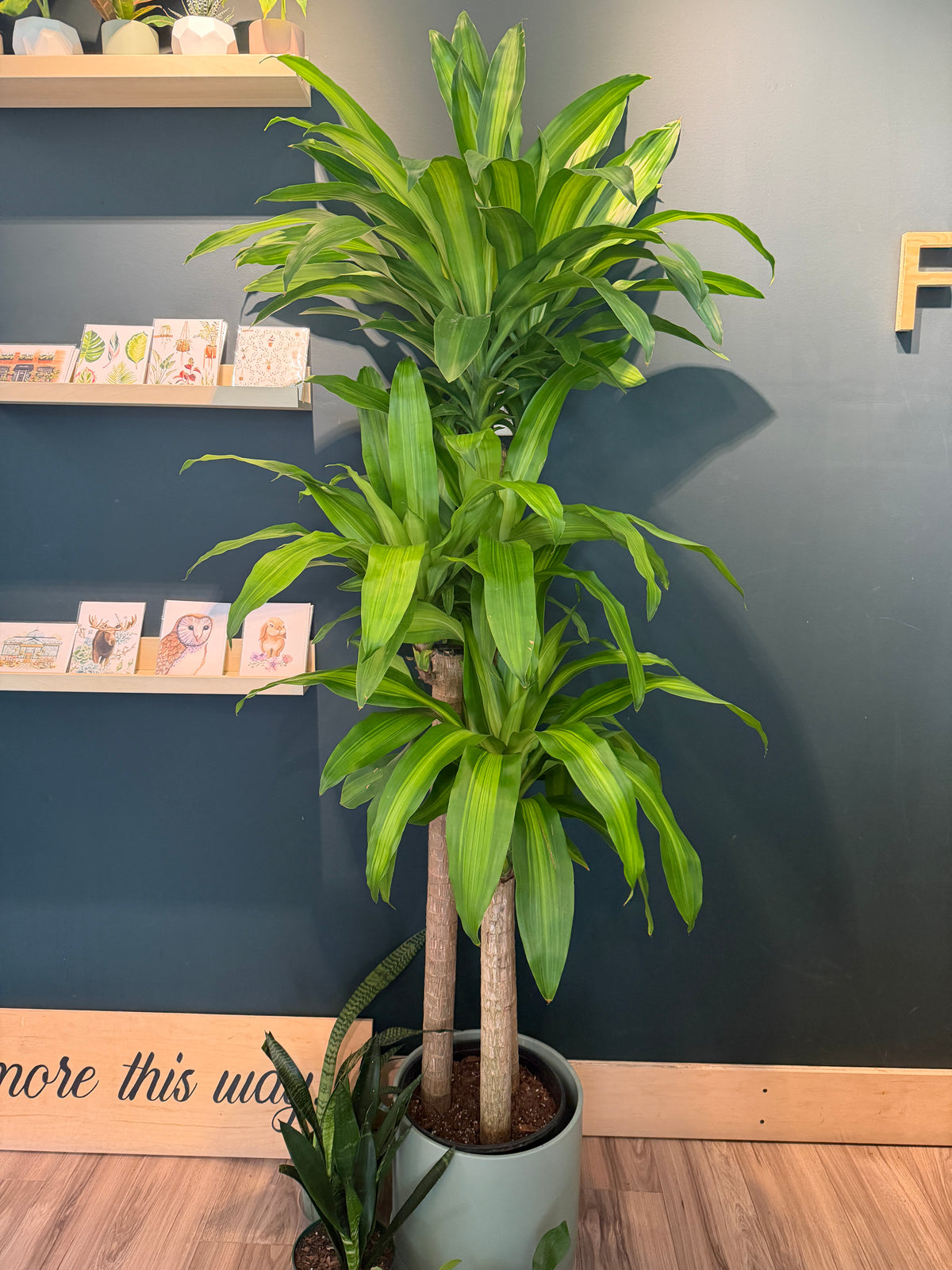 Dracaena 'Massangeana 4-3-2'