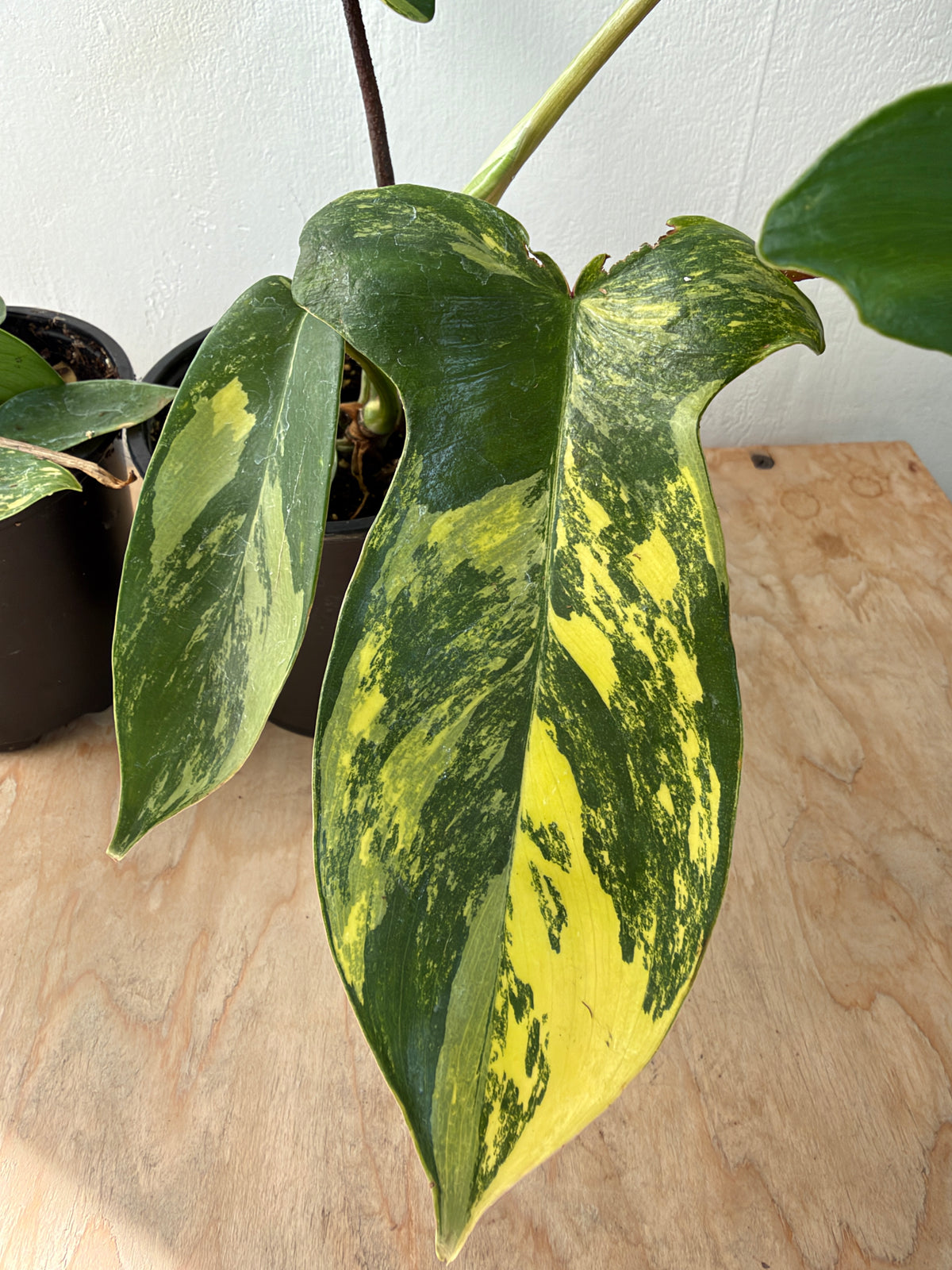 Philodendron 'Florida Beauty'