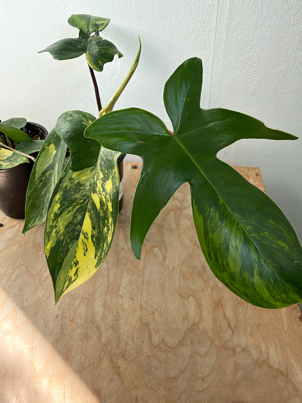 Philodendron 'Florida Beauty'