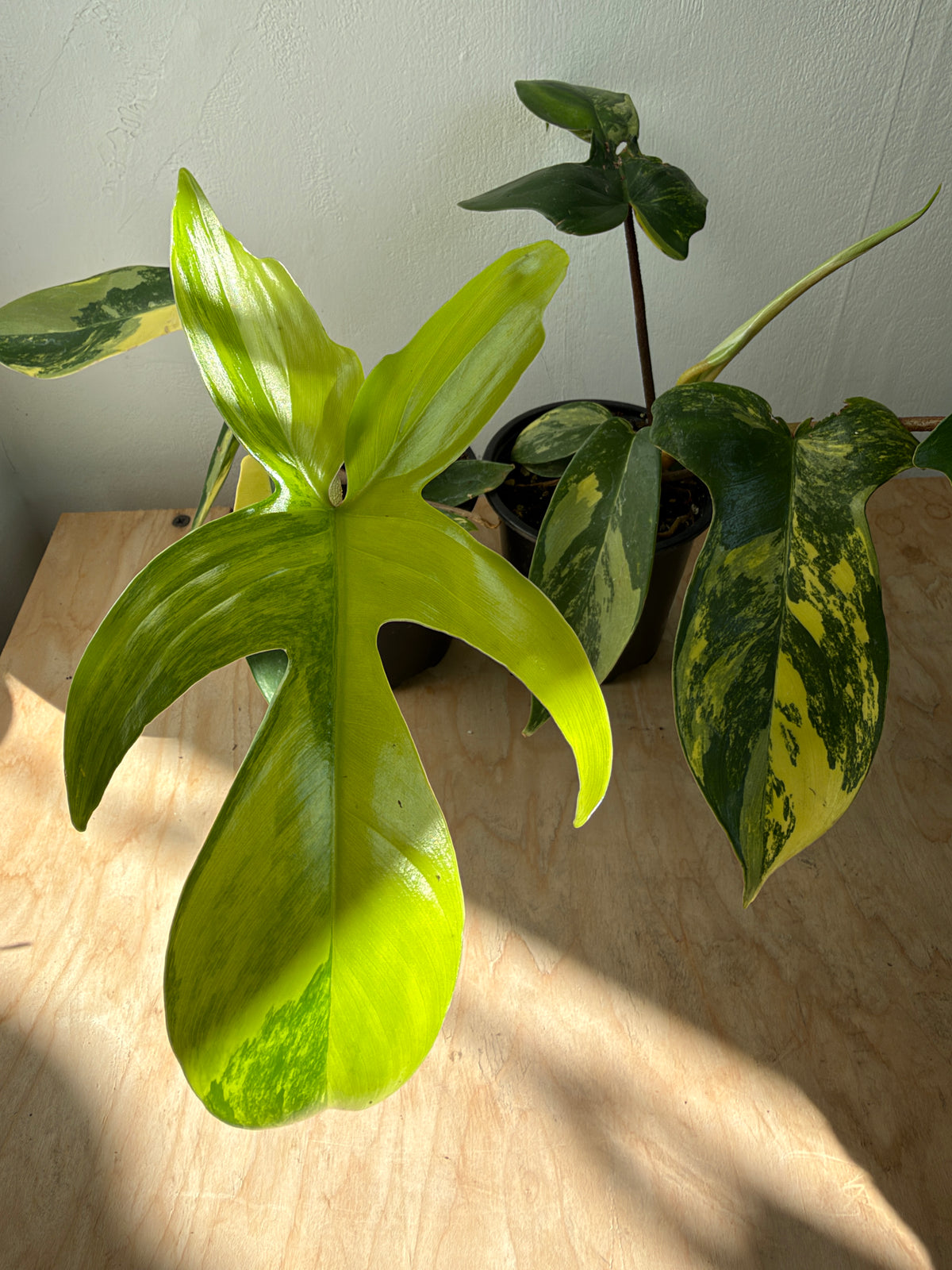 Philodendron 'Florida Beauty'