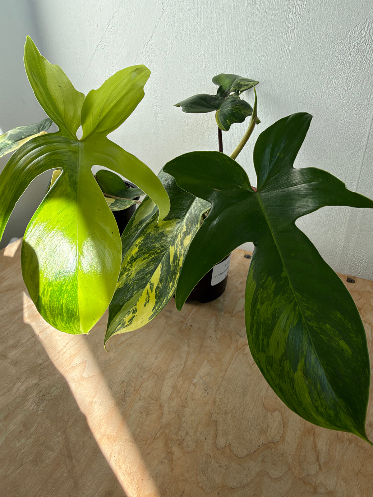 Philodendron 'Florida Beauty'