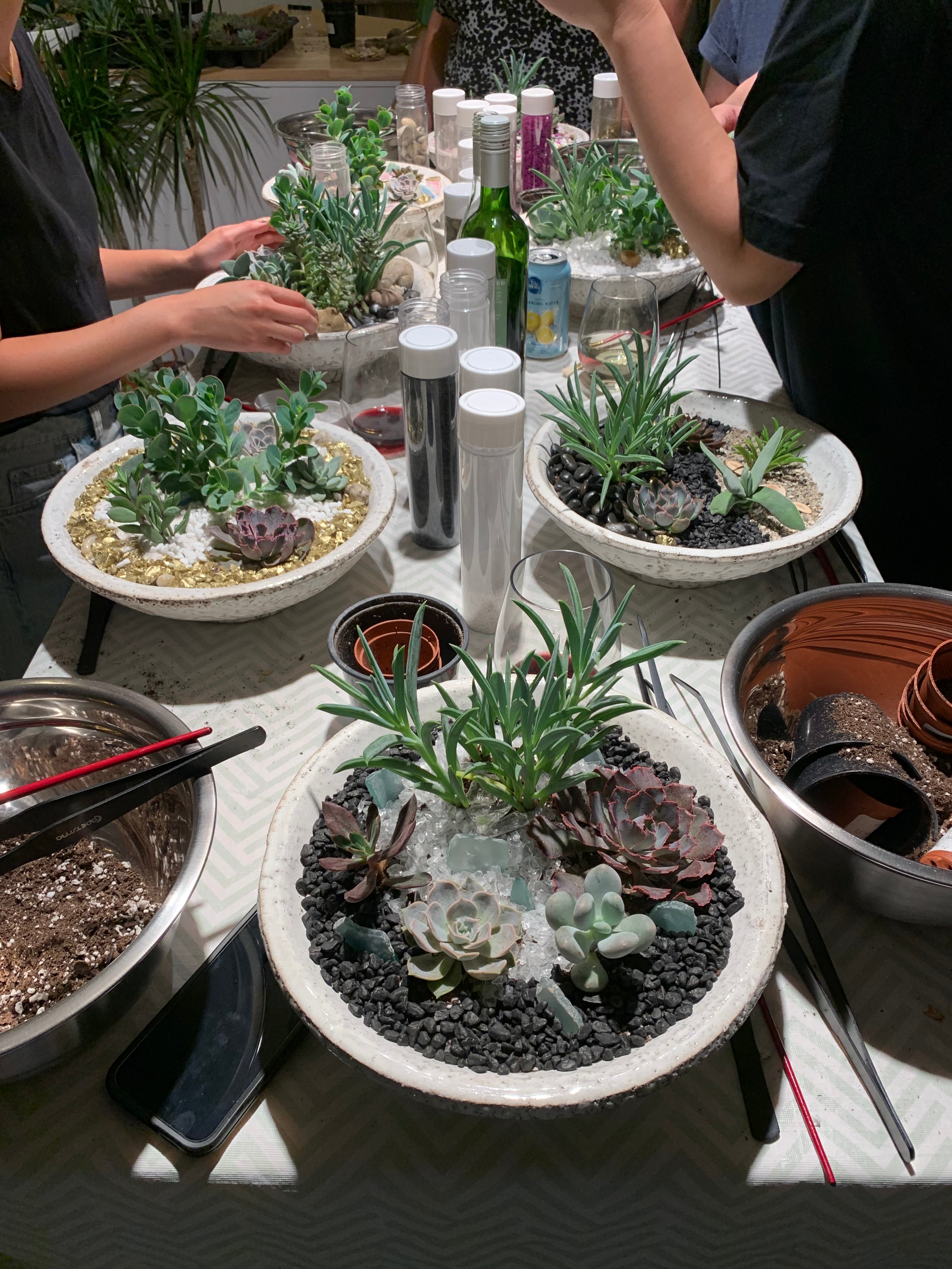 succulent workshop ideas Succulent Night Workshop