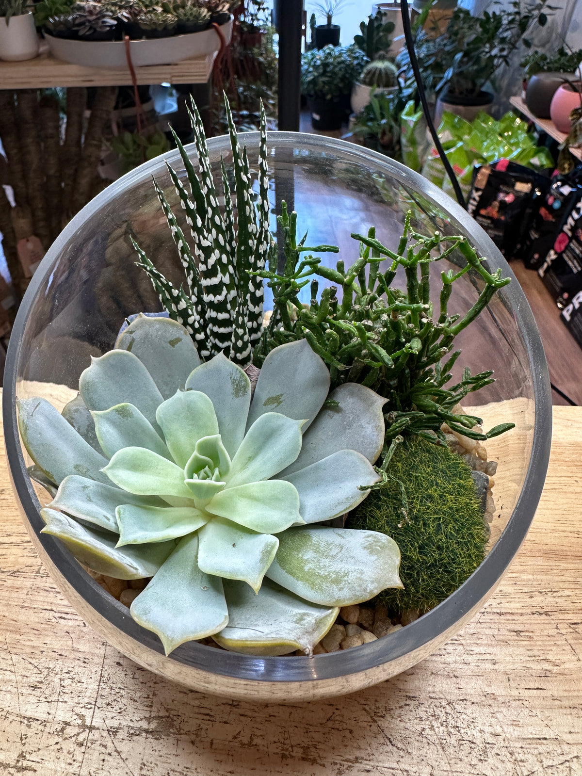 Glass Jungle DIY Kit