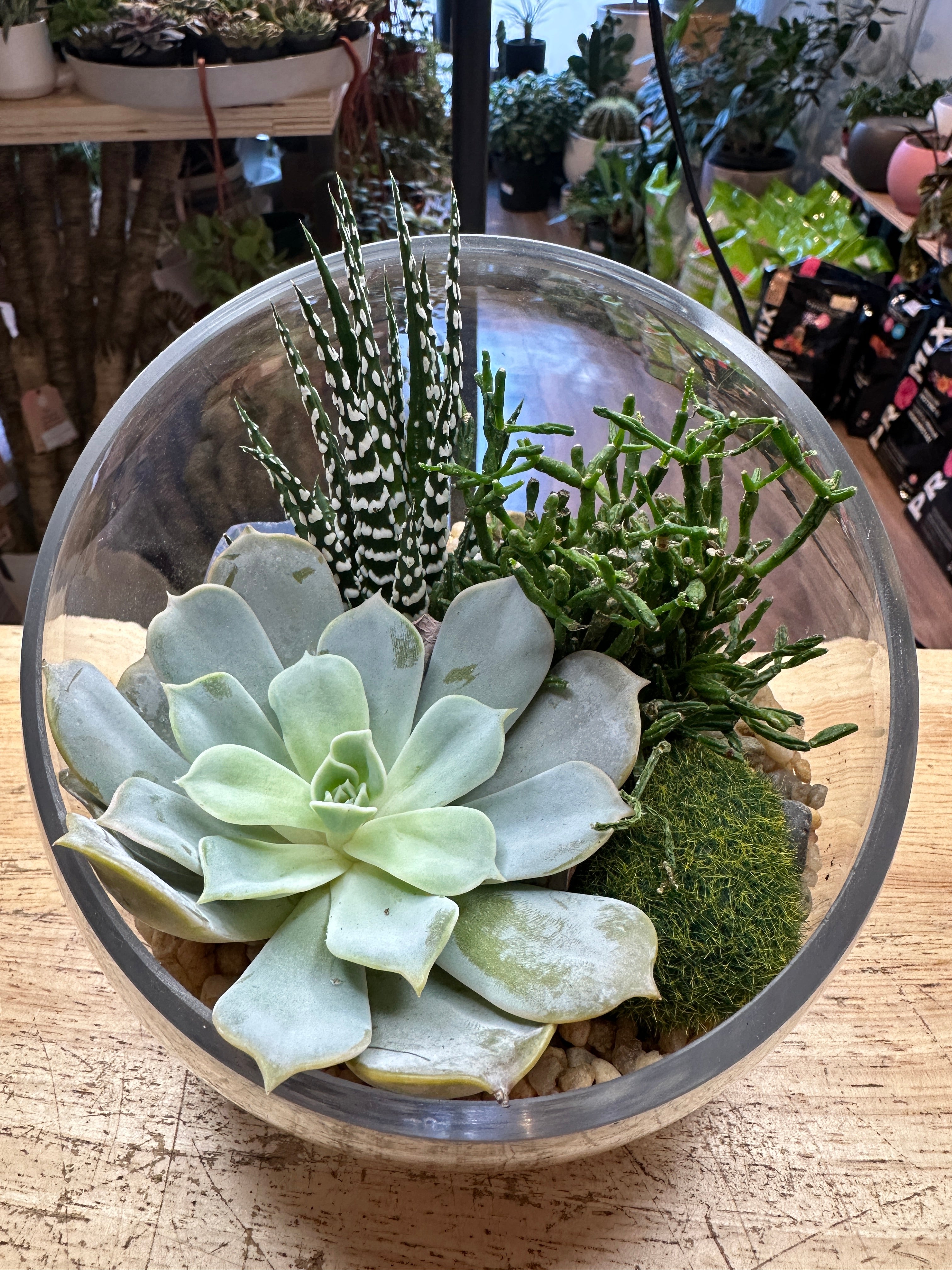 Kit de terrarium à faire soi-même