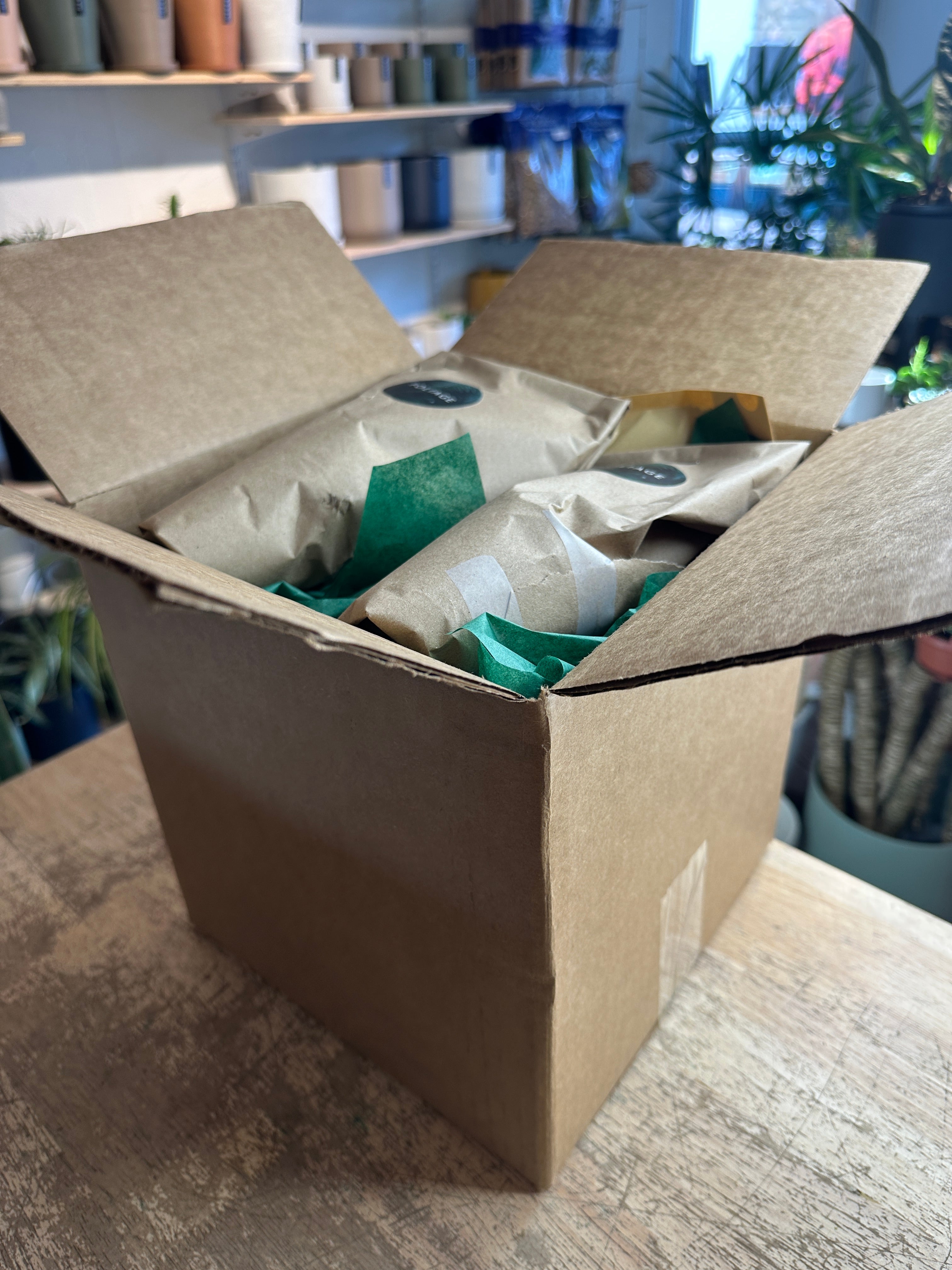 Tropical Oasis DIY Kit