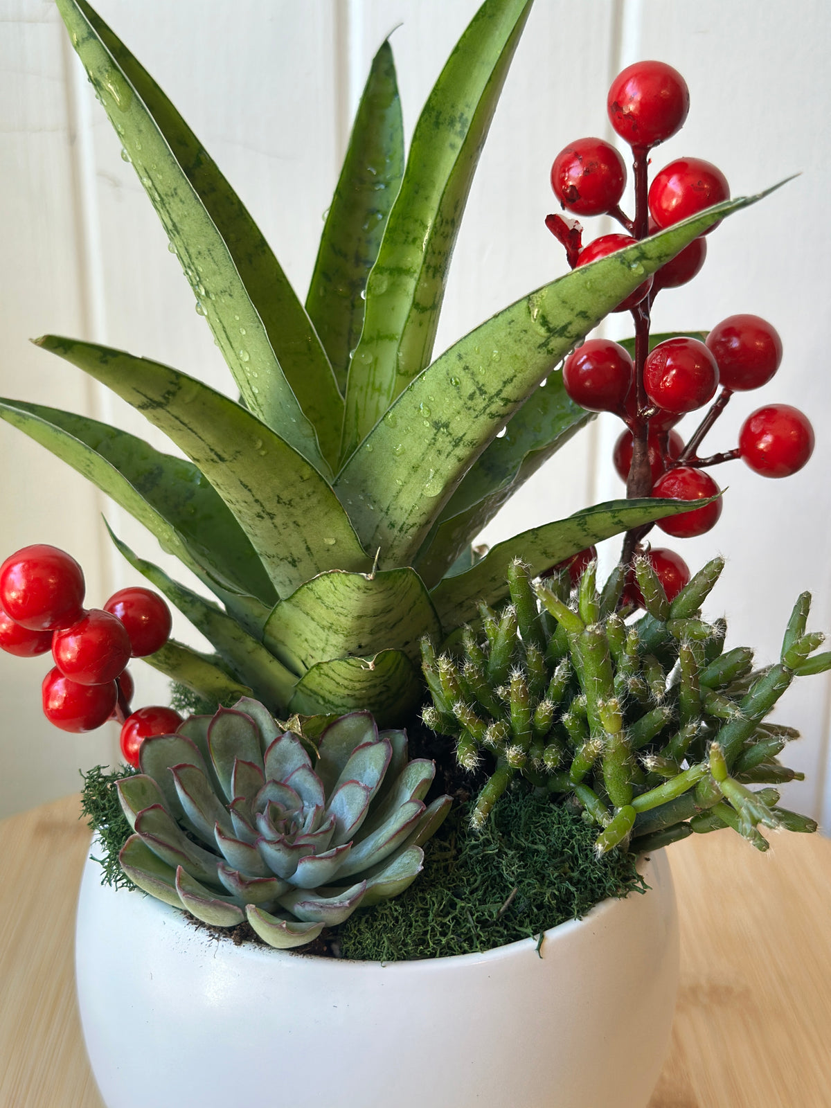 The Festive Succulent Garden