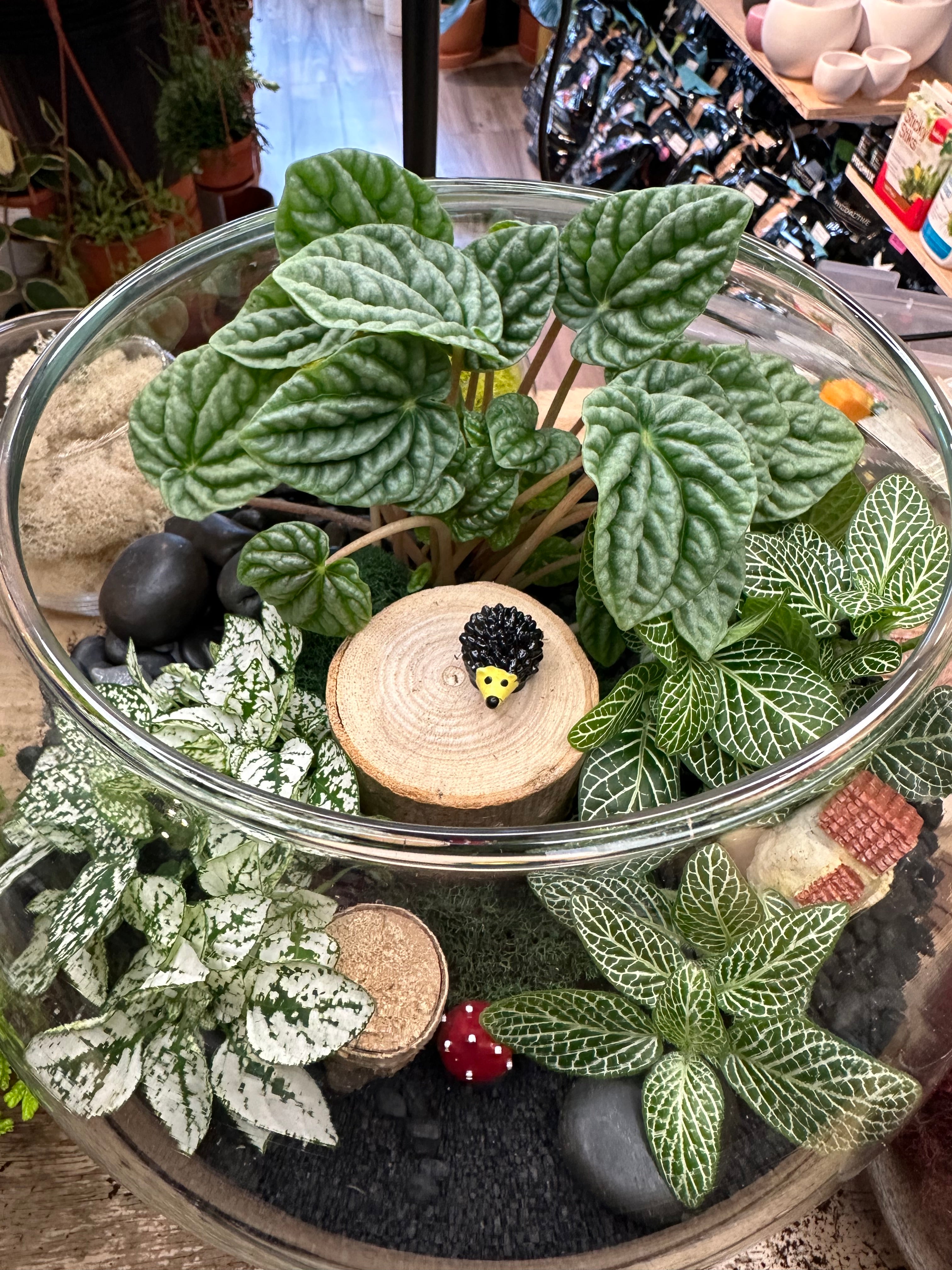 Tropical Oasis DIY Kit
