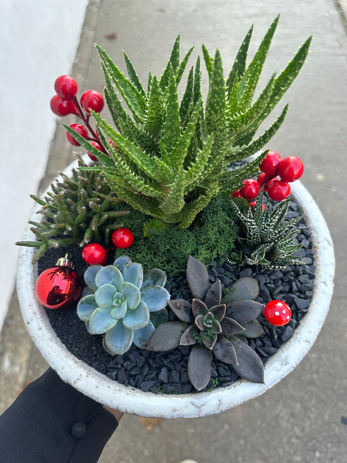 The Festive Succulent Garden