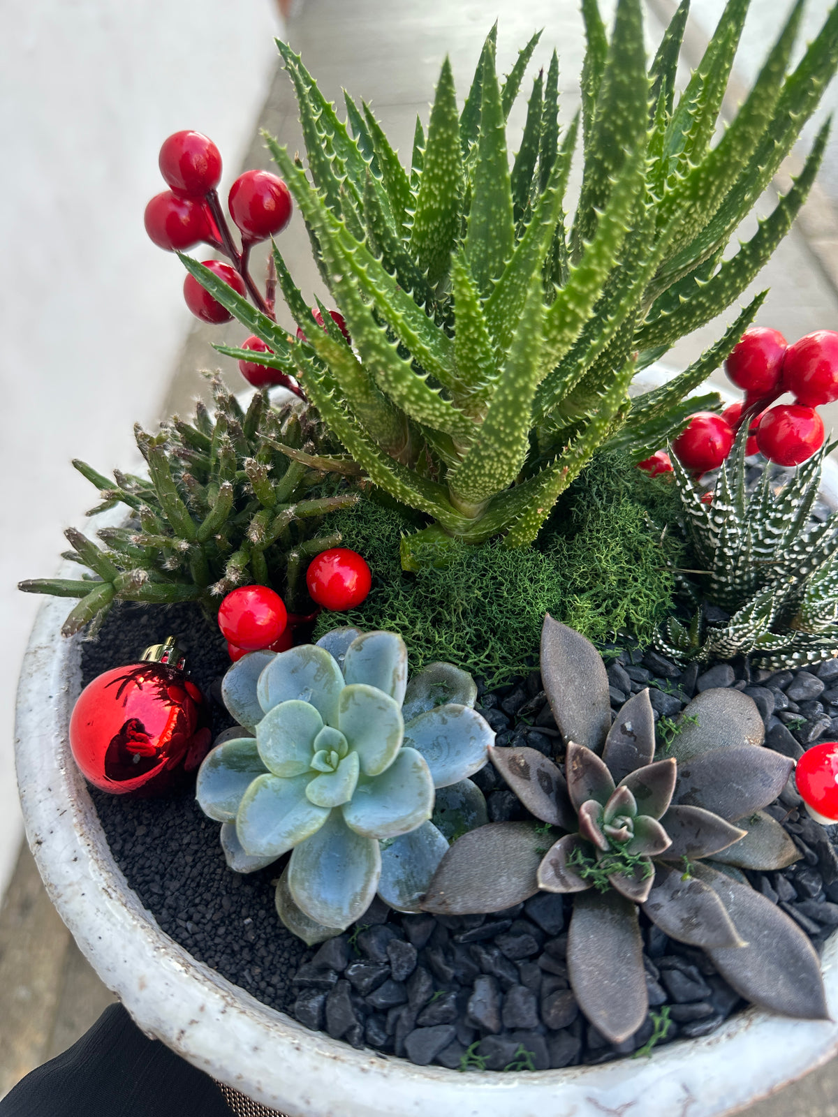 The Festive Succulent Garden