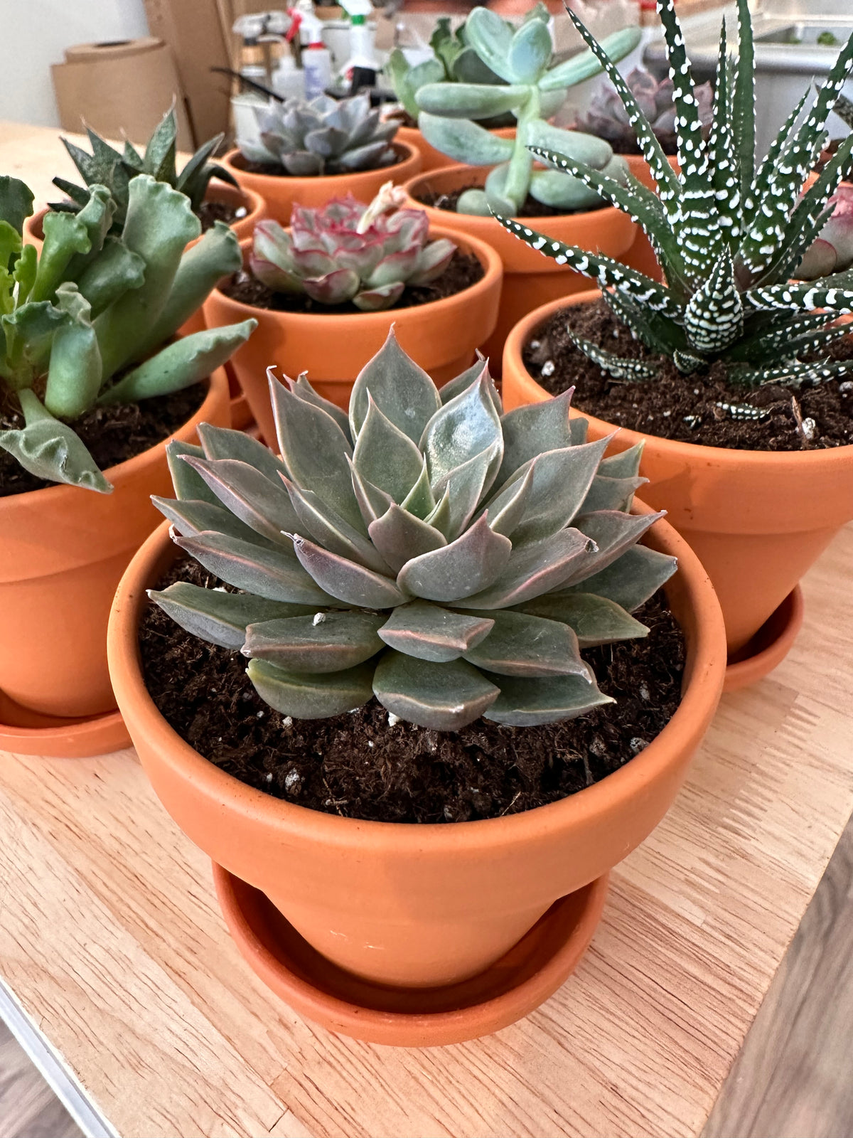 Succulentes, assortiment